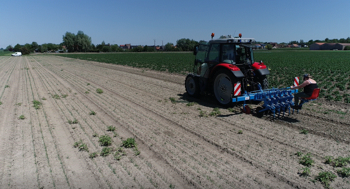 binage oignon minipest