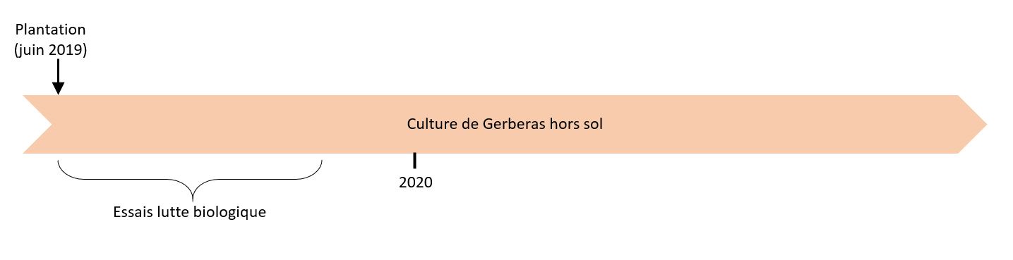 système gerbera producteur