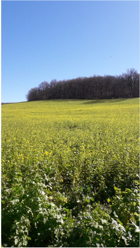 couvert inter culture