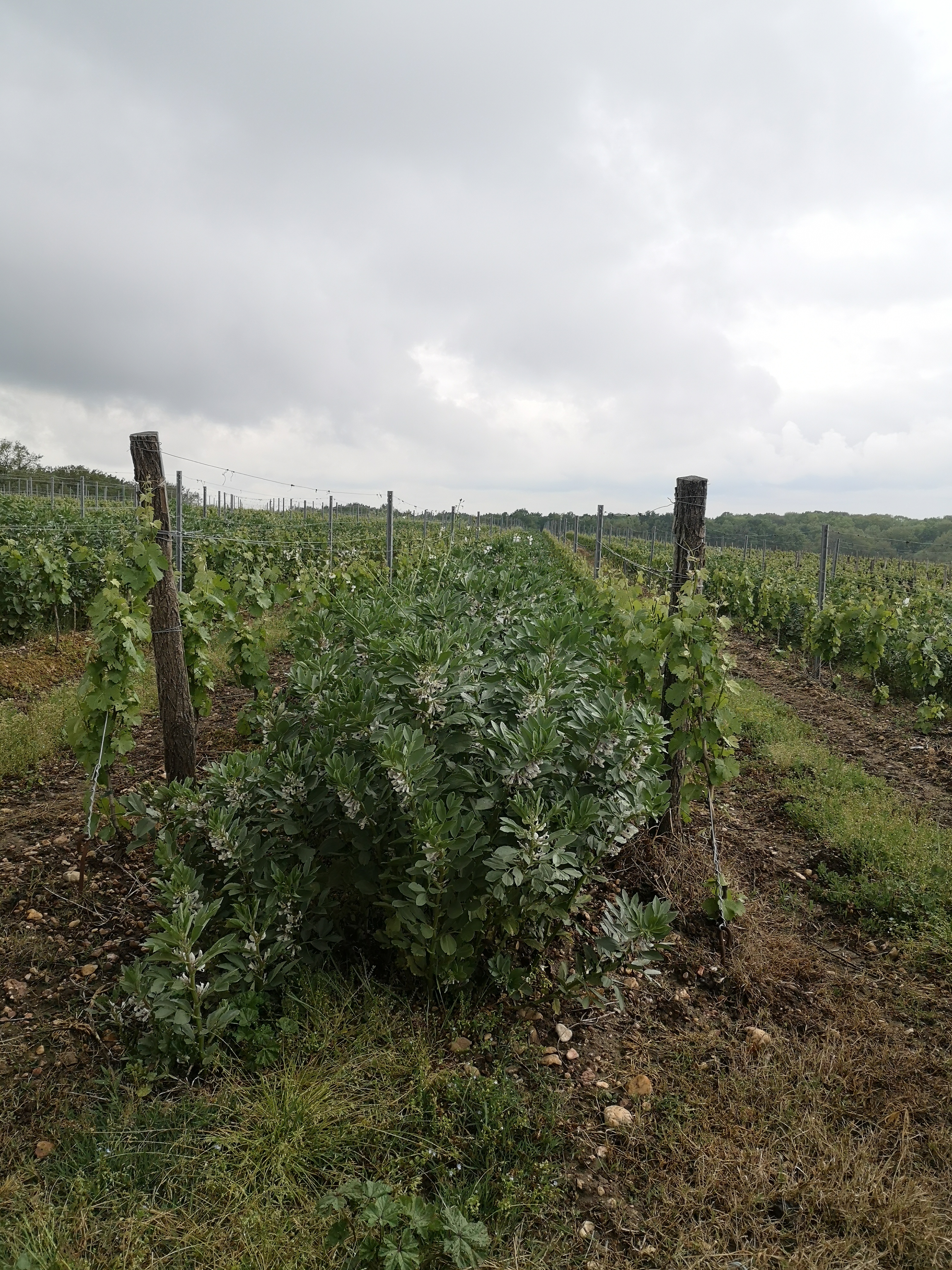 Couvert 100% Fèveroles