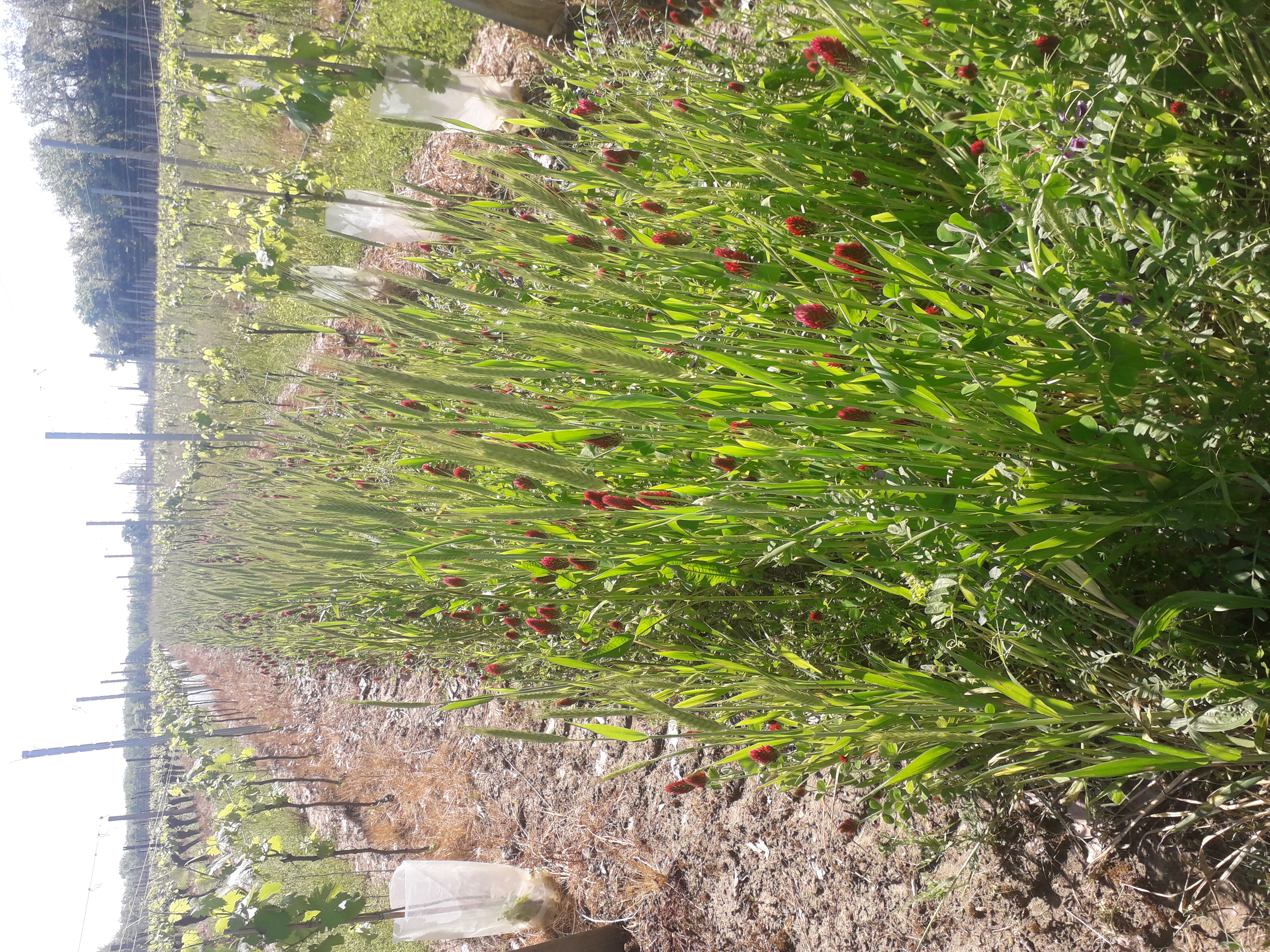 couvert trèfle incarnat