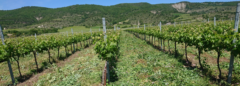 premier passage du rolofaca de la saison pour détruire l'enherbement annuel