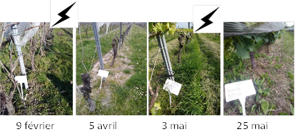 Désherbage électrique 1