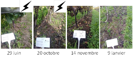 Désherbage électrique2