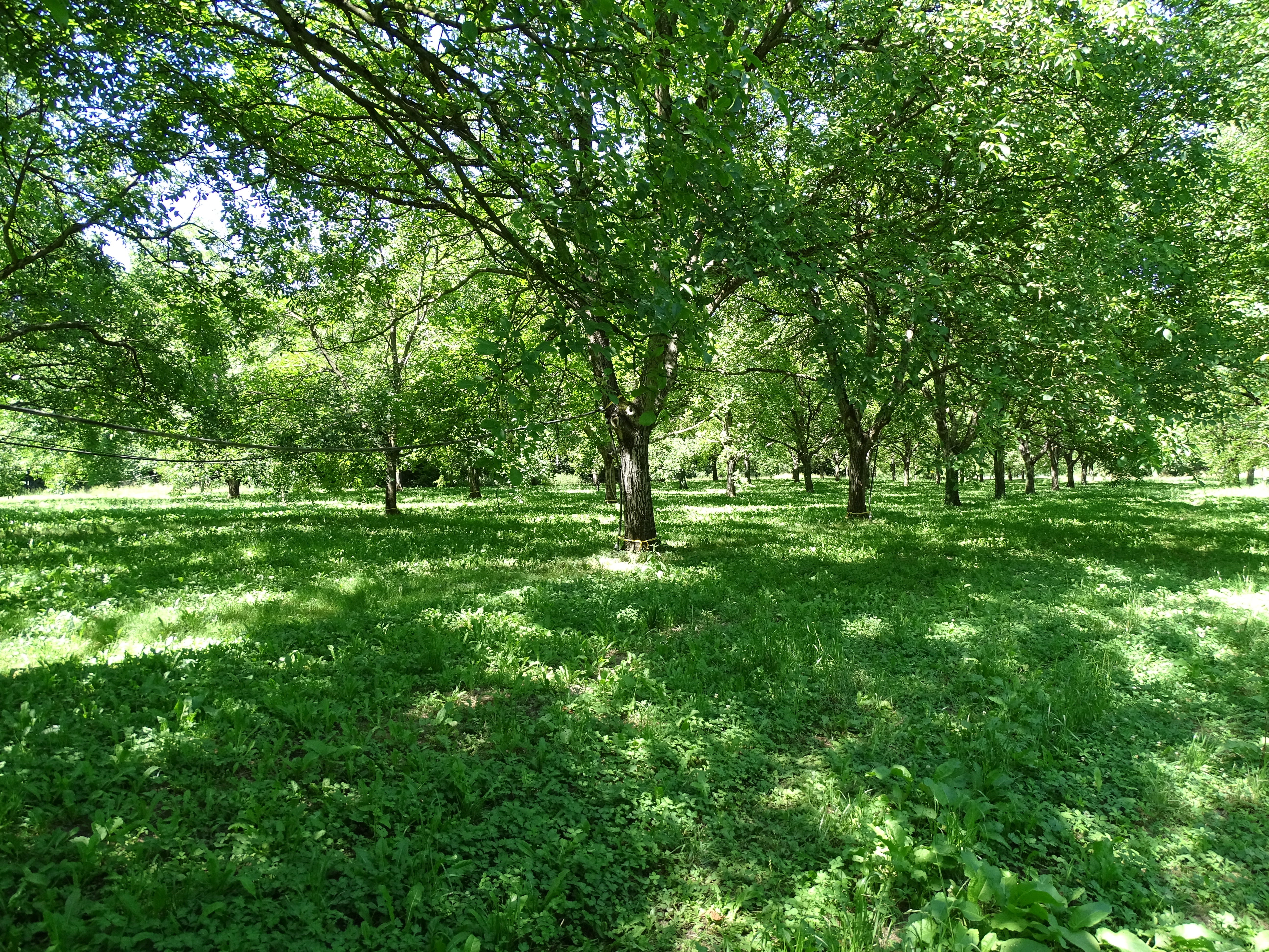 Photo du système producteur - Franquette, juillet 2020