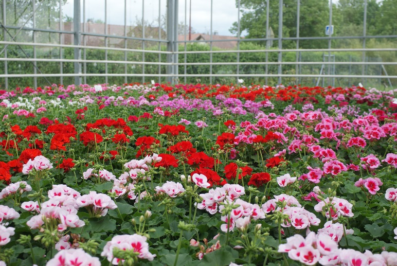 Une production typique de printemps : Le fameux géranium