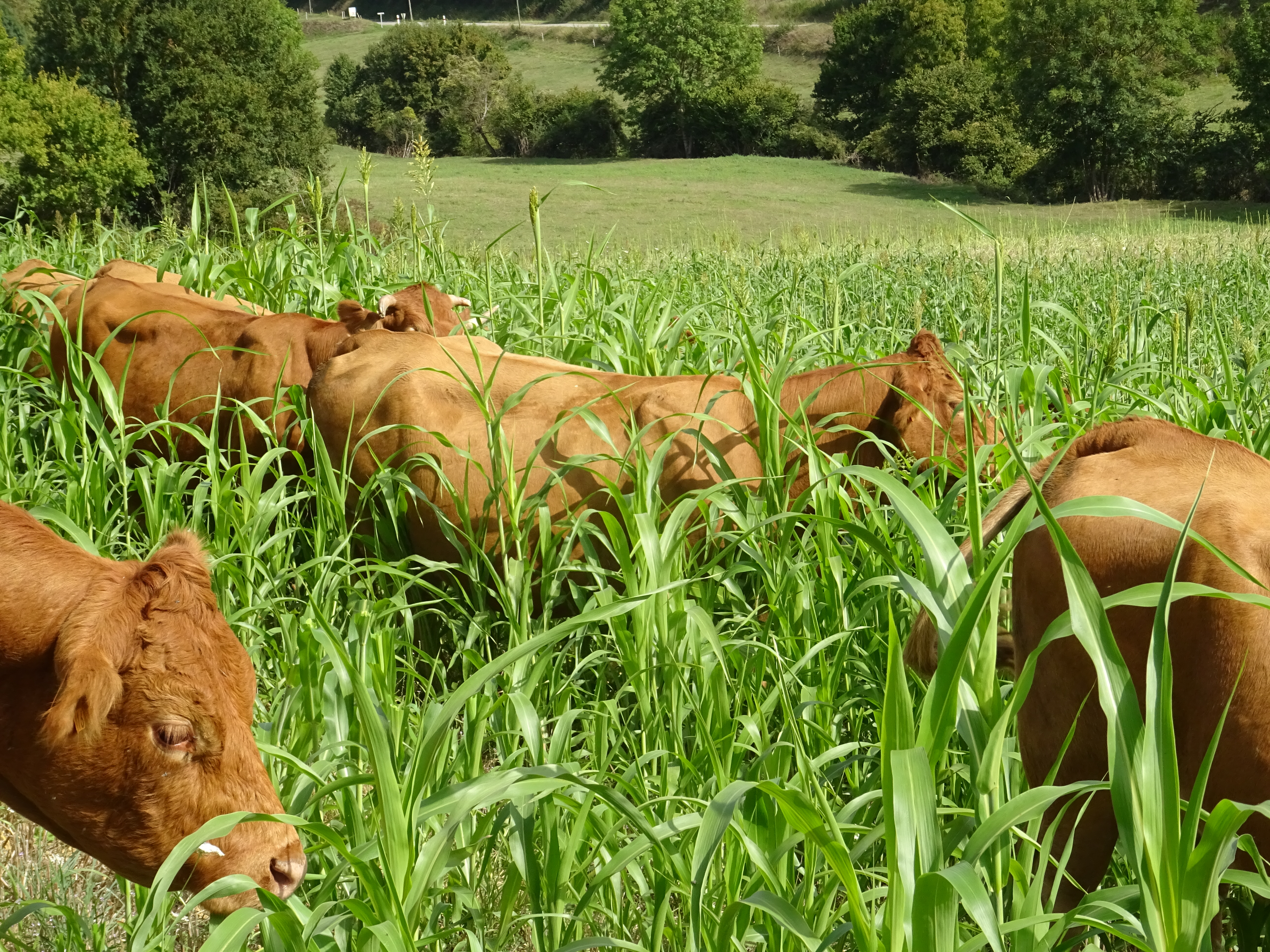 orghos fourragers Piper pâturé par des limousines à Mirepoix (09) (Source : CA09)