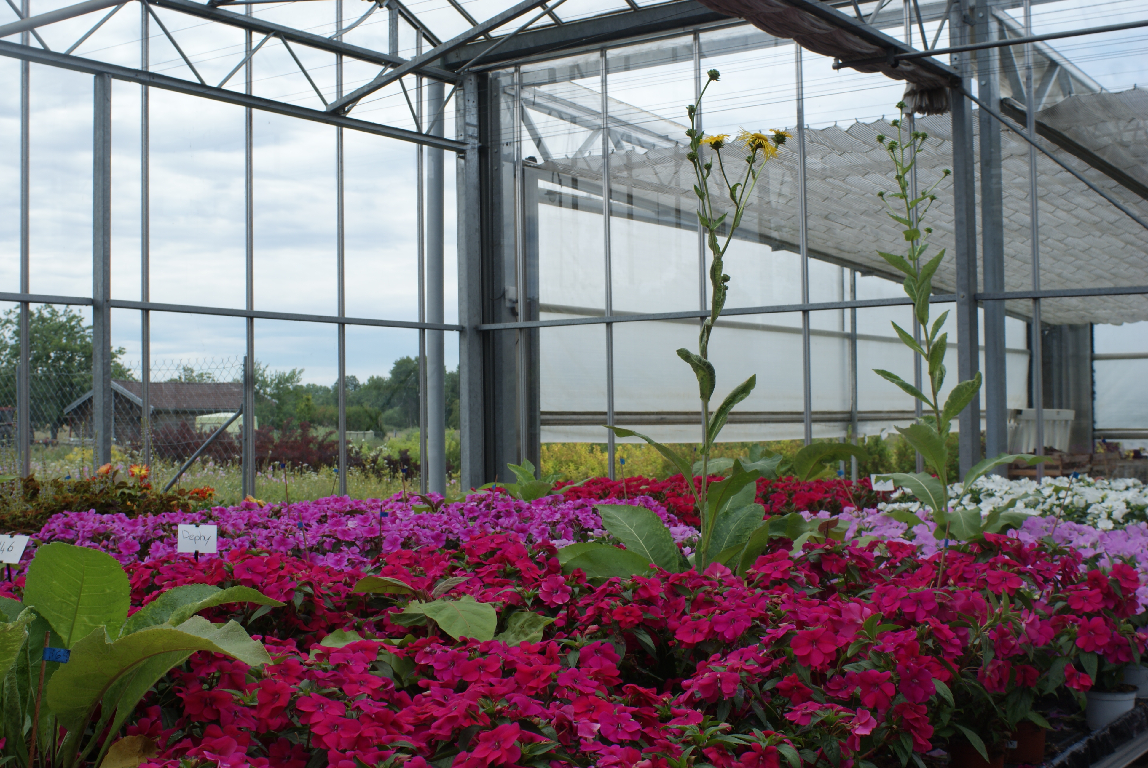 Culture Impatiens et Pelargonium S24