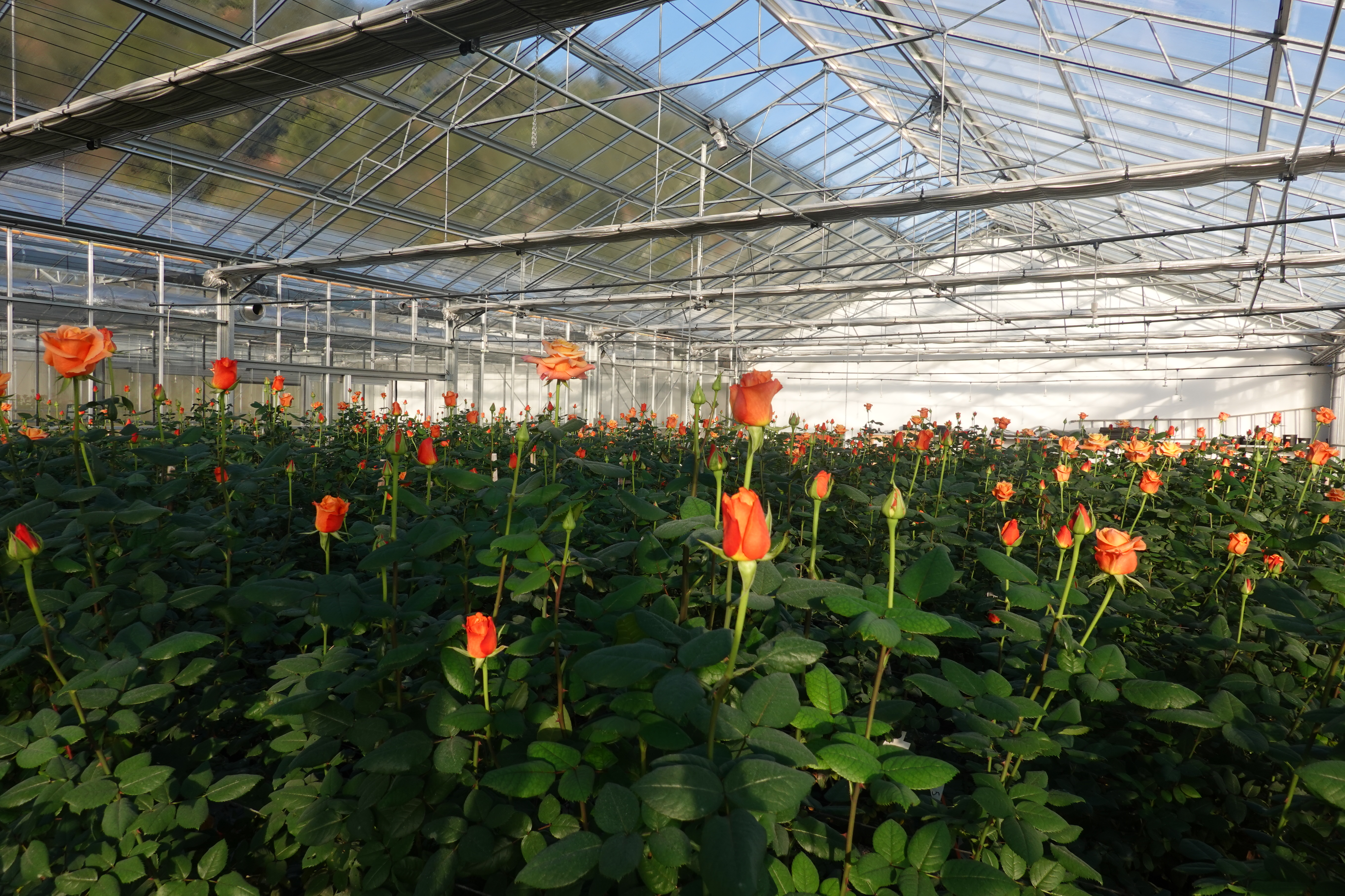 serre de rosiers 'Milva' - CREAM