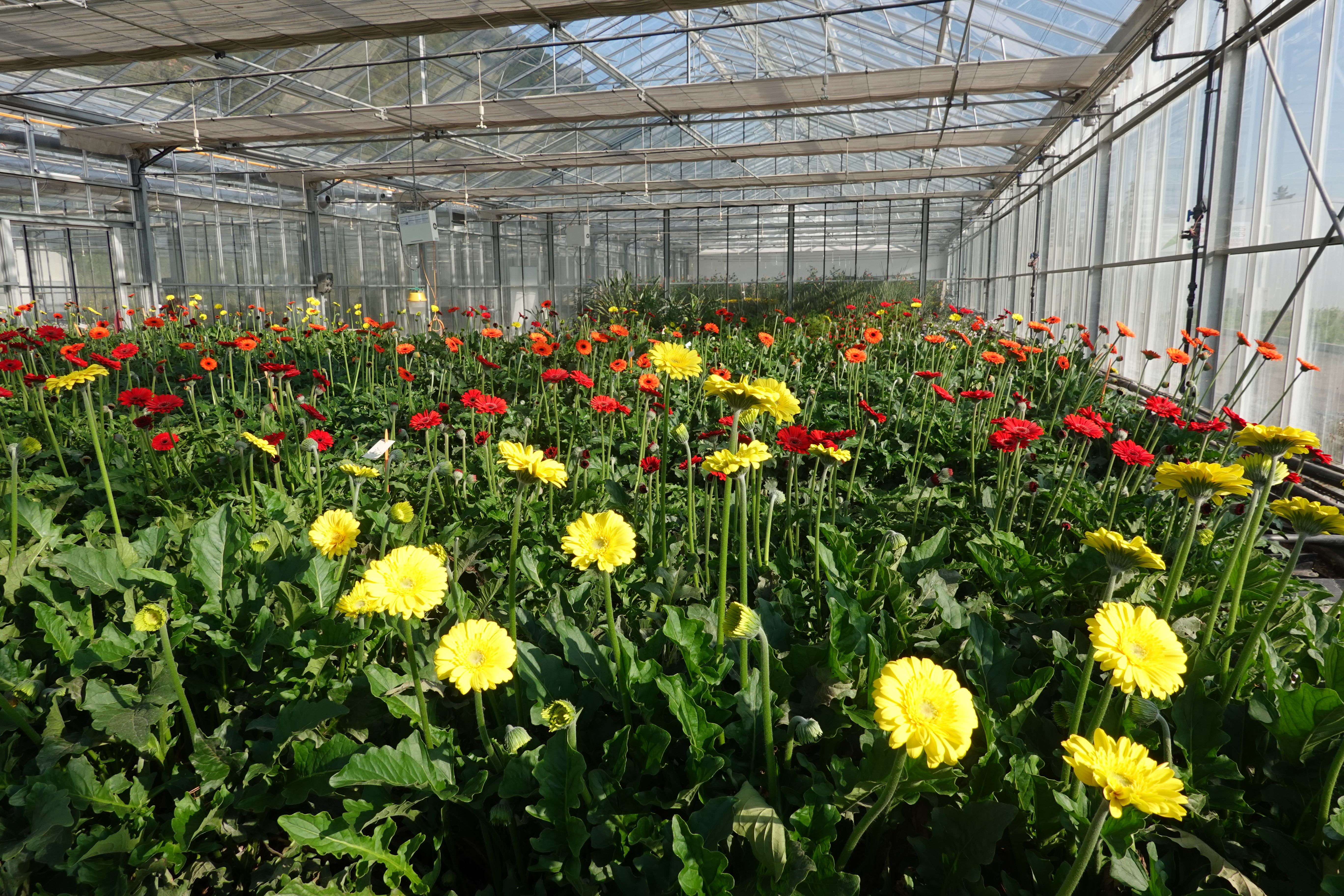 Gerbera culture fleur coupée