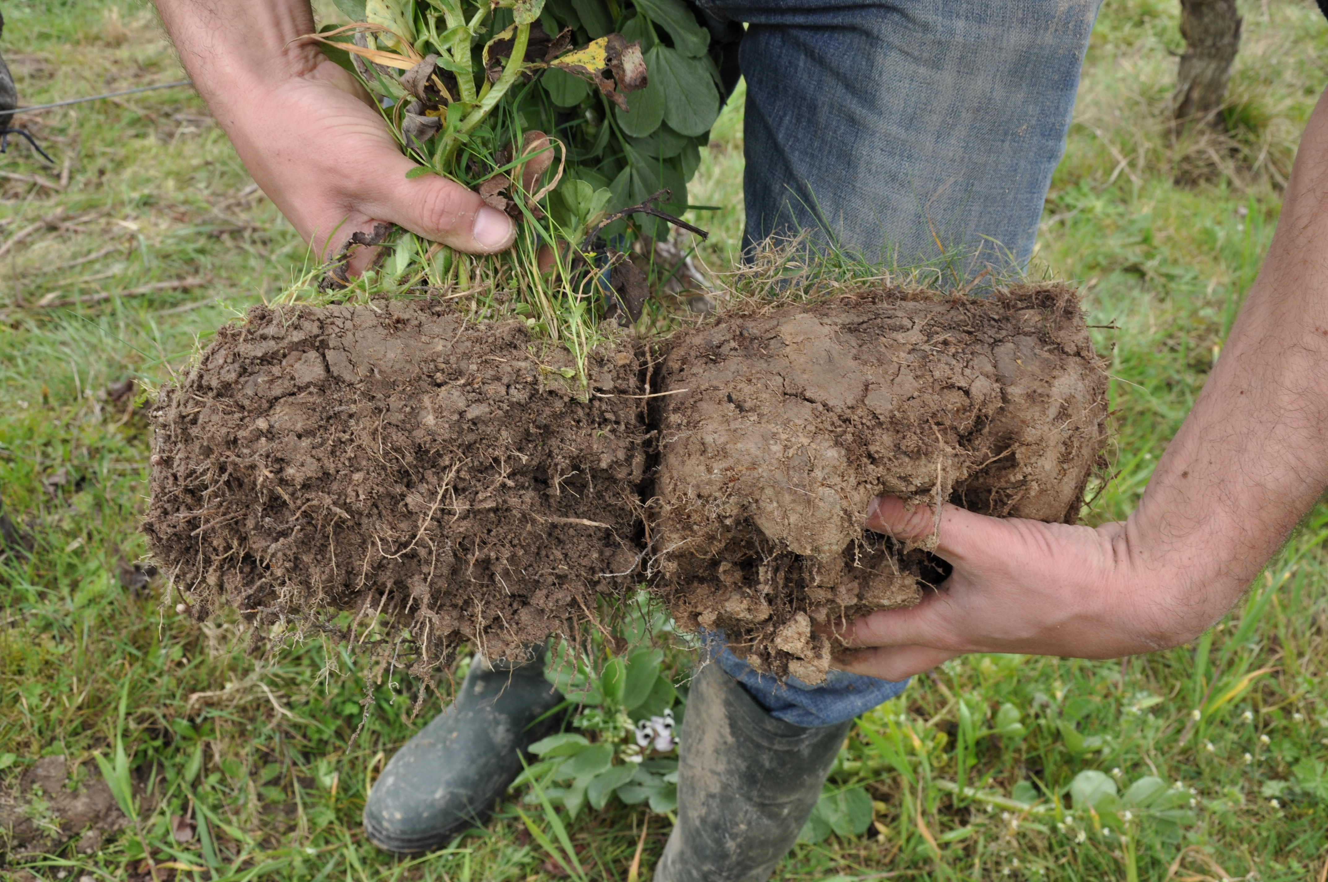 Comparaison des mottes de terre : inter-rang engrais verts à gauche, inter-rang avec enherbement permanent à droite (avril 2015)