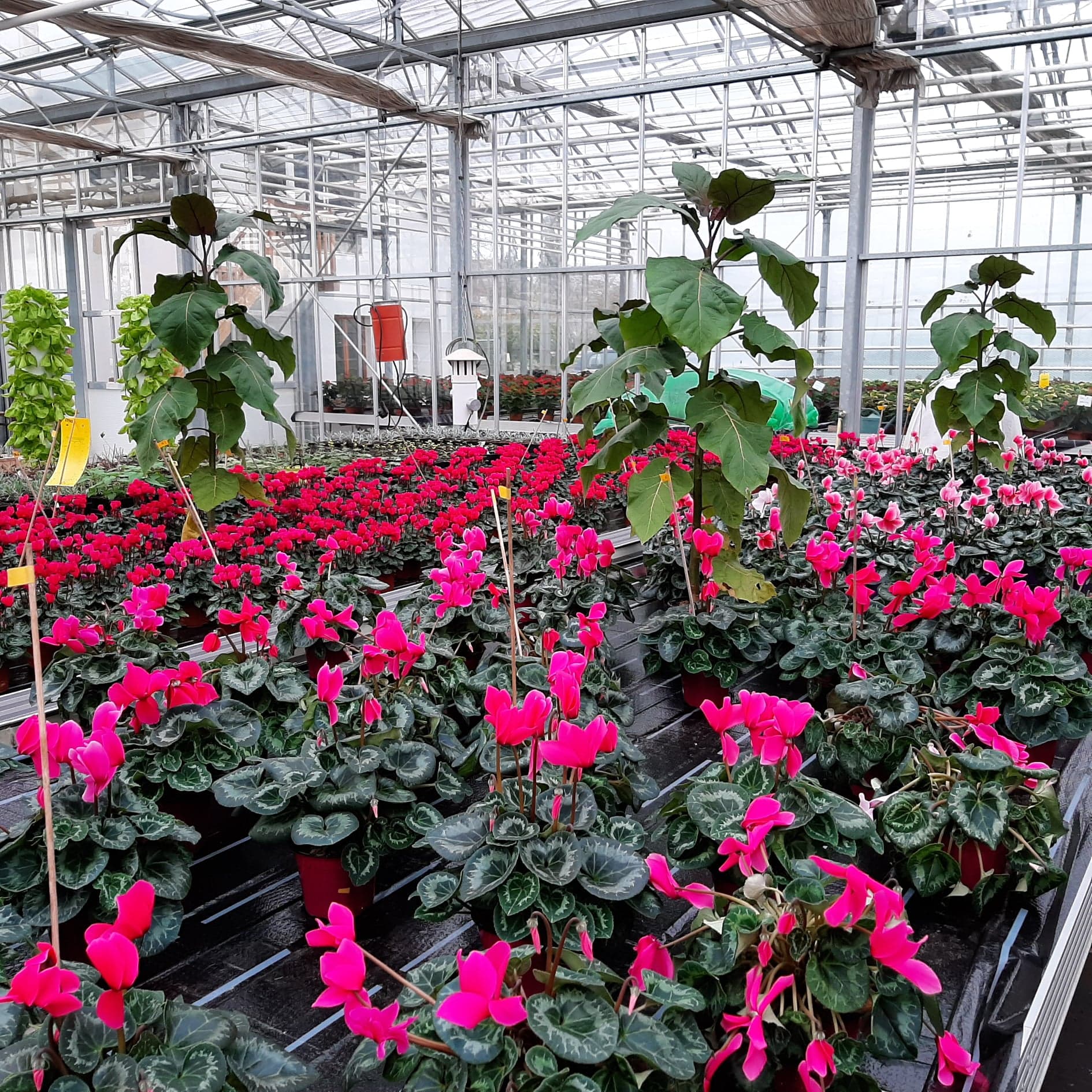 Système verre chauffée de 100 m²