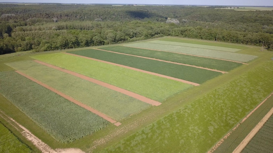 Dispositif grandes cultures bio Boigneville (vue aérienne)