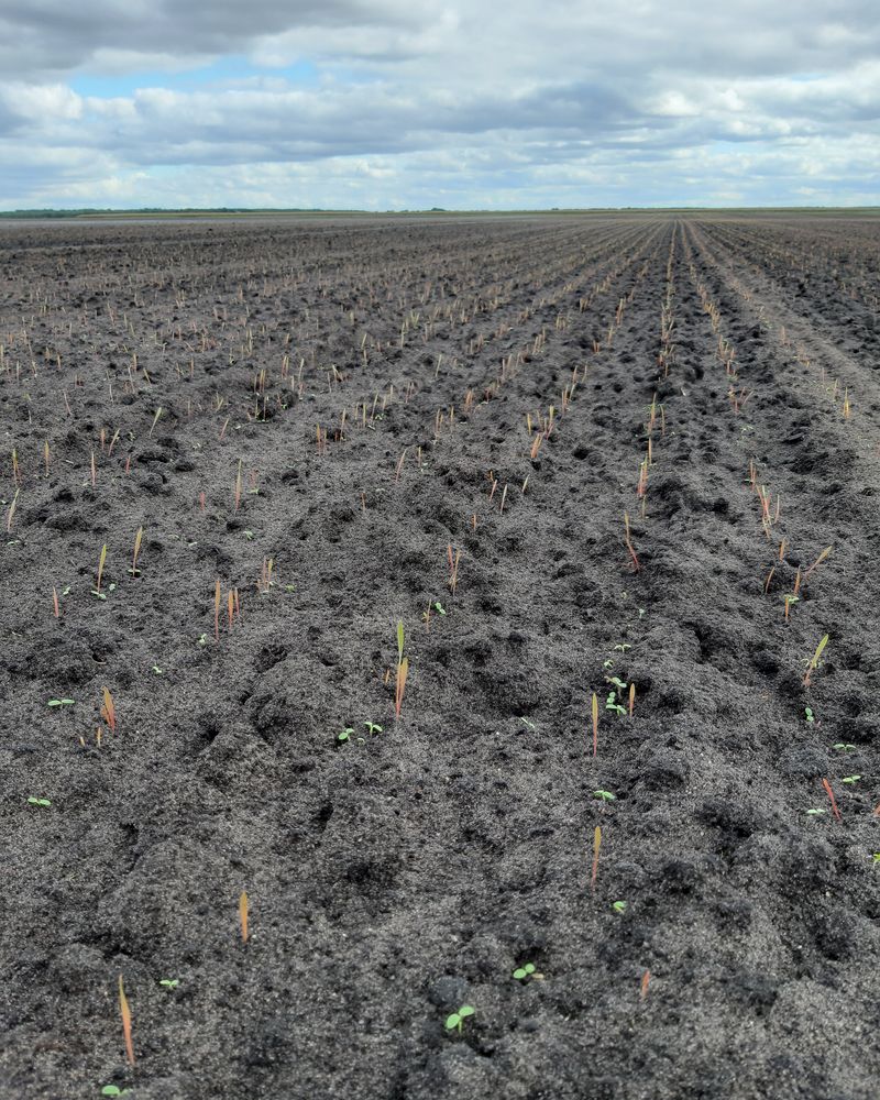 SDC ECO 3 REF Site 3 AlterCarot Couvert