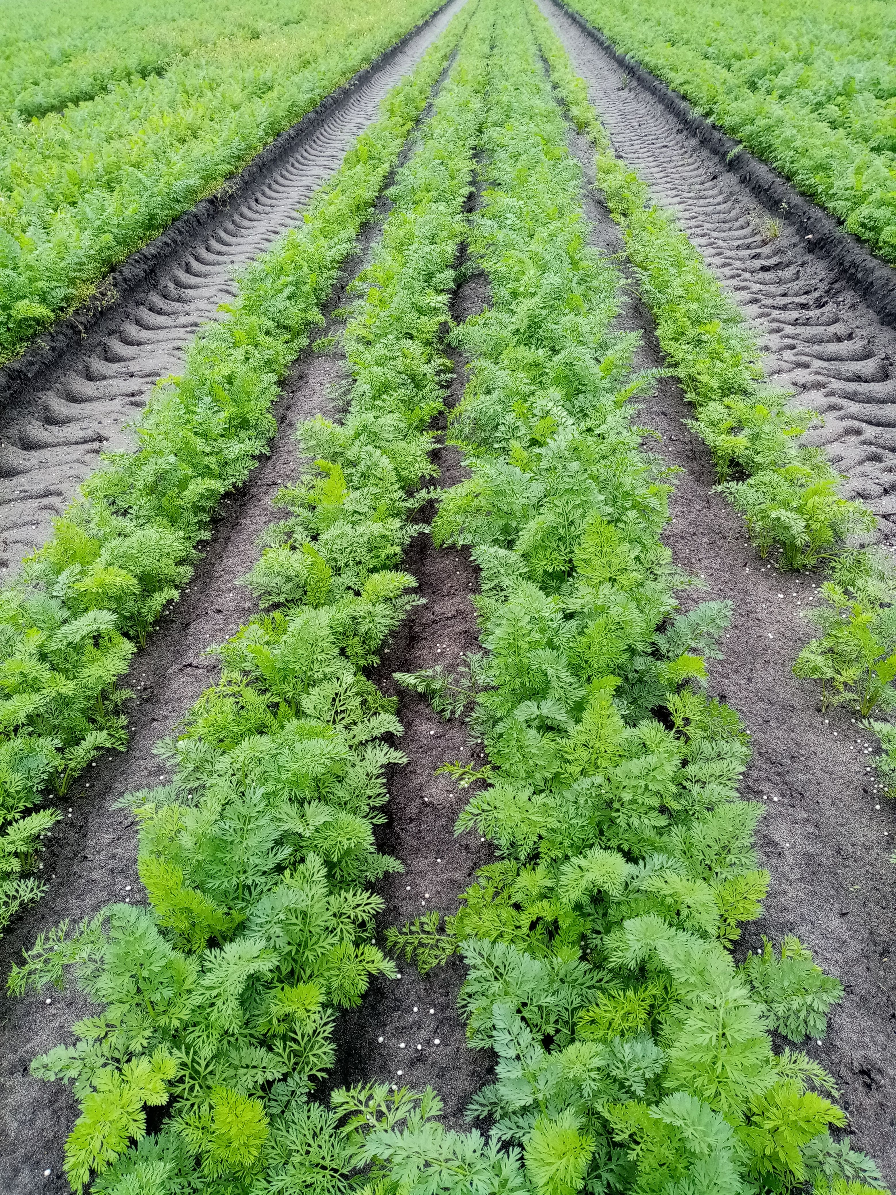 Système ECO 3 Site 2 - Carotte - Projet AlterCarot