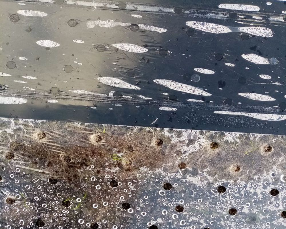 SDC ECO 3 Site 2 AlterCarot Carotte Primeur