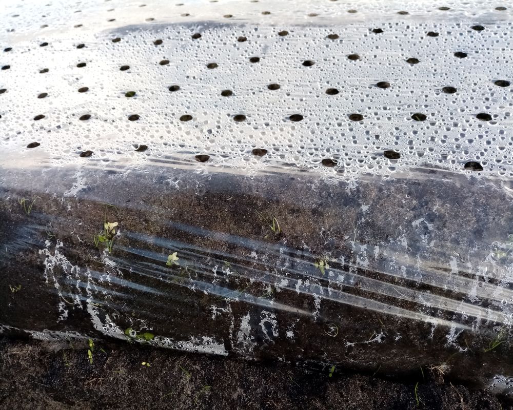 SDC ECO 3 REF Site 2 AlterCarot Carotte Primeur