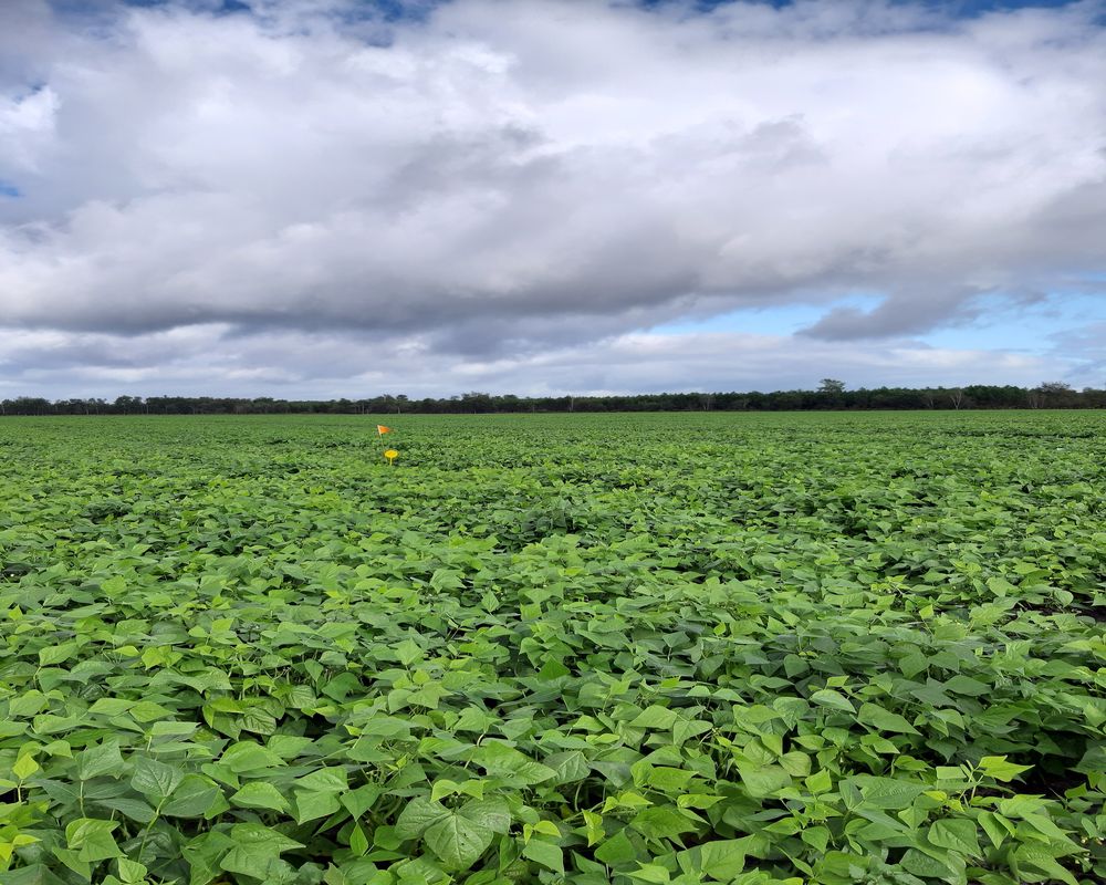 Système ECO 3 1 - Haricot vert - Projet AlterCarot