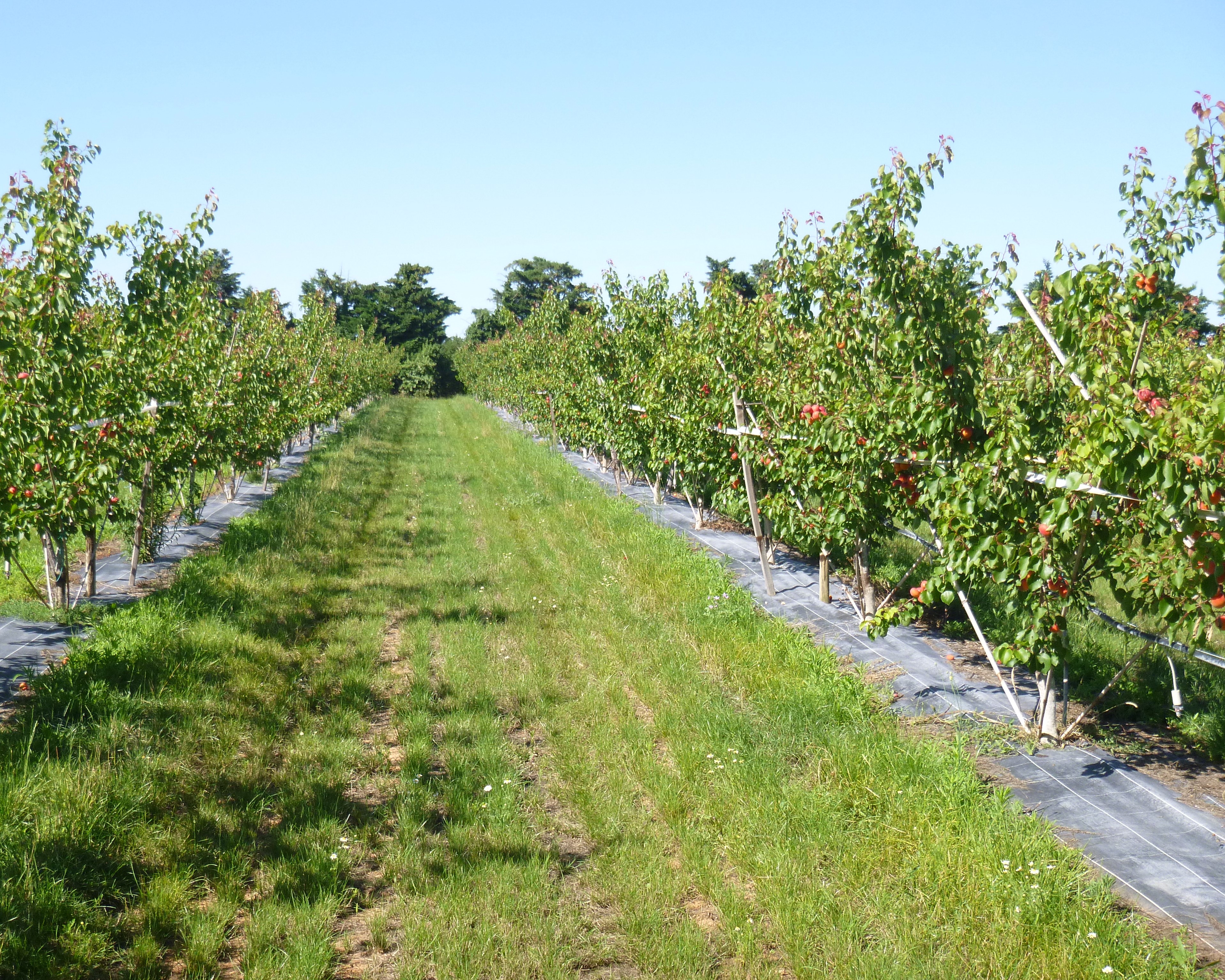 Verger CAPReD / MIRAD - Modalité Eco-Innovant SudExpé