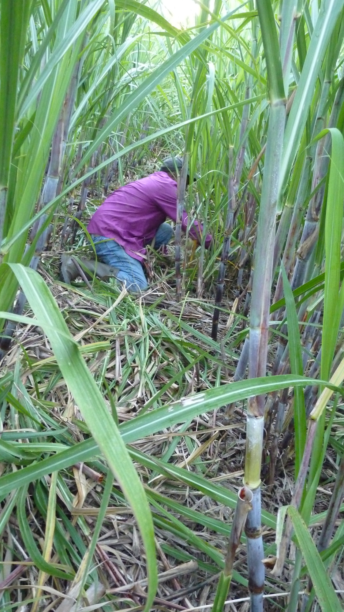 Epaillage de la canne à sucre