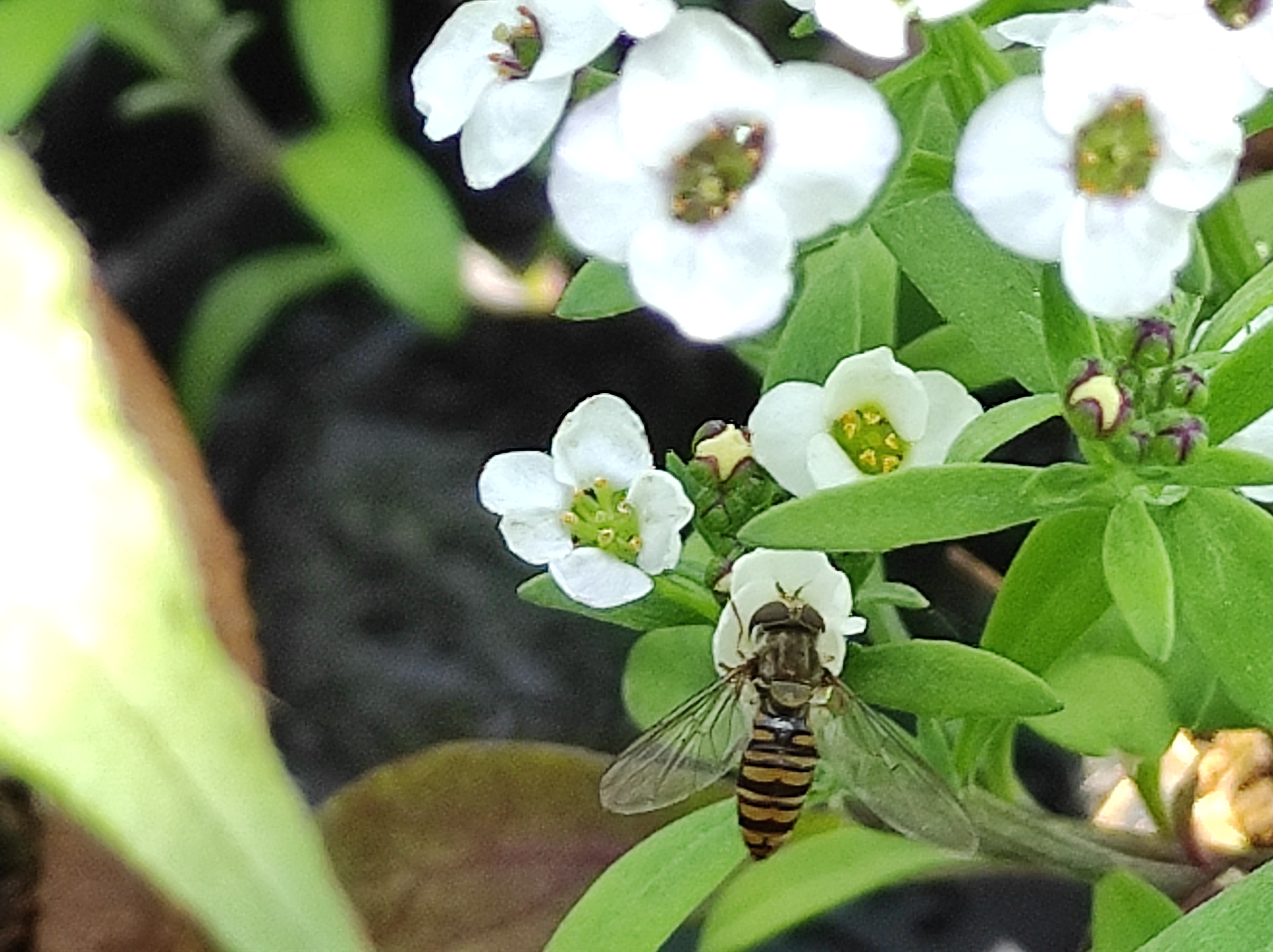 Episyrphus balteatus