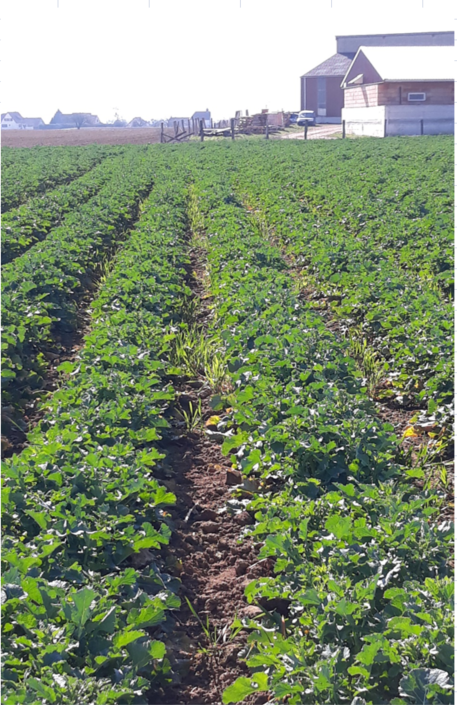 colza semences non traitées