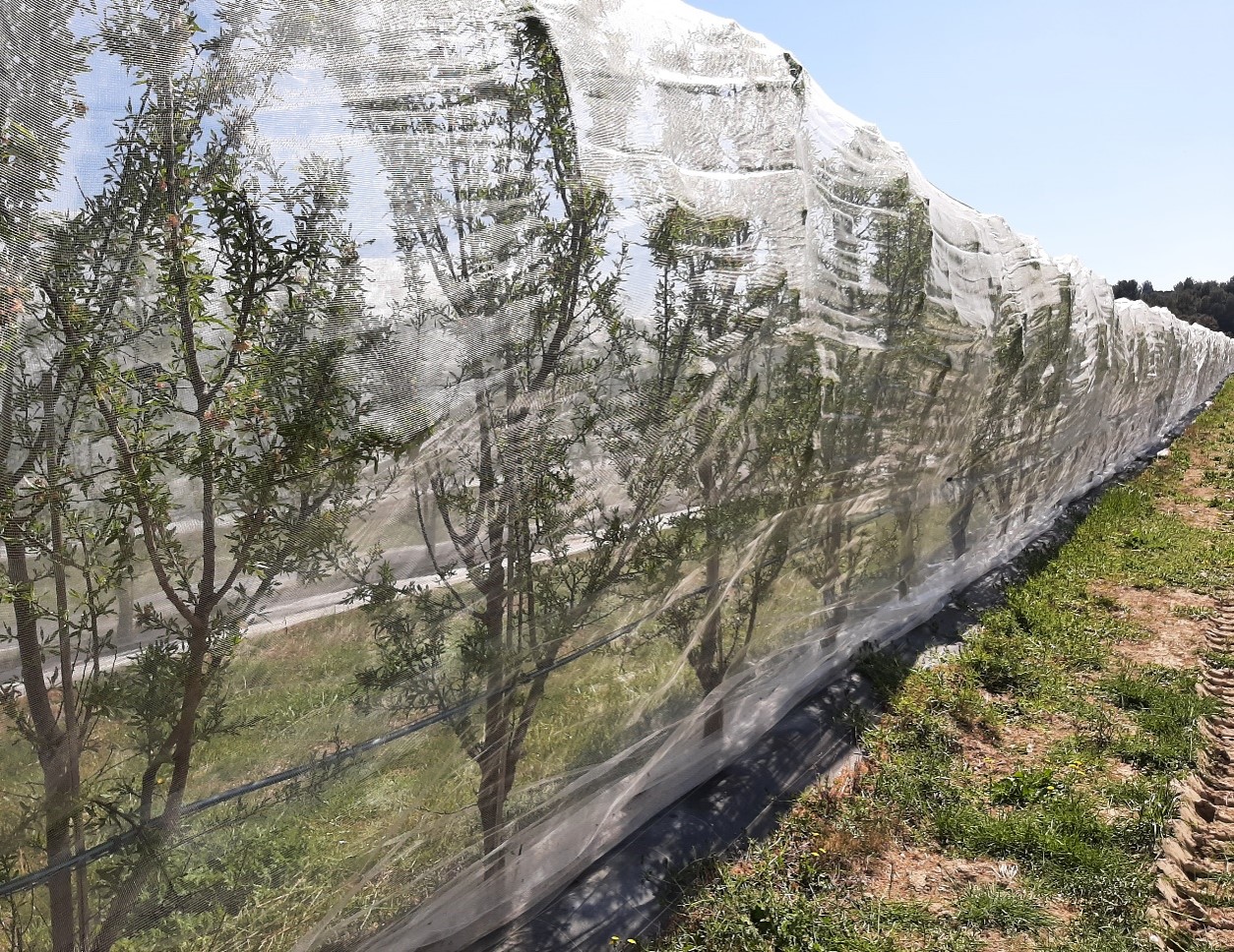 "Filet de protection contre Eurytoma amygdali et bâche au sol"