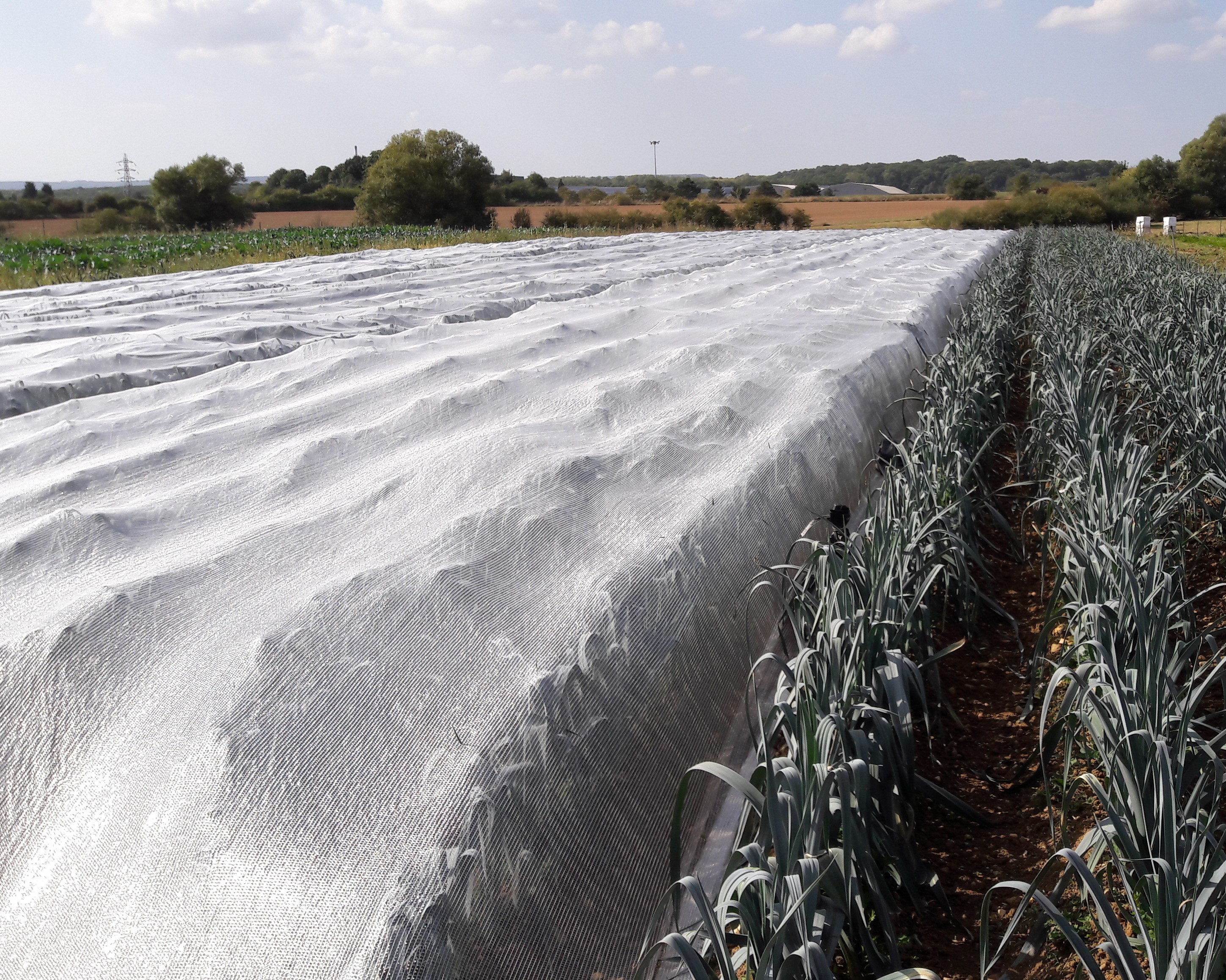Filets anti-insectes sur poireau