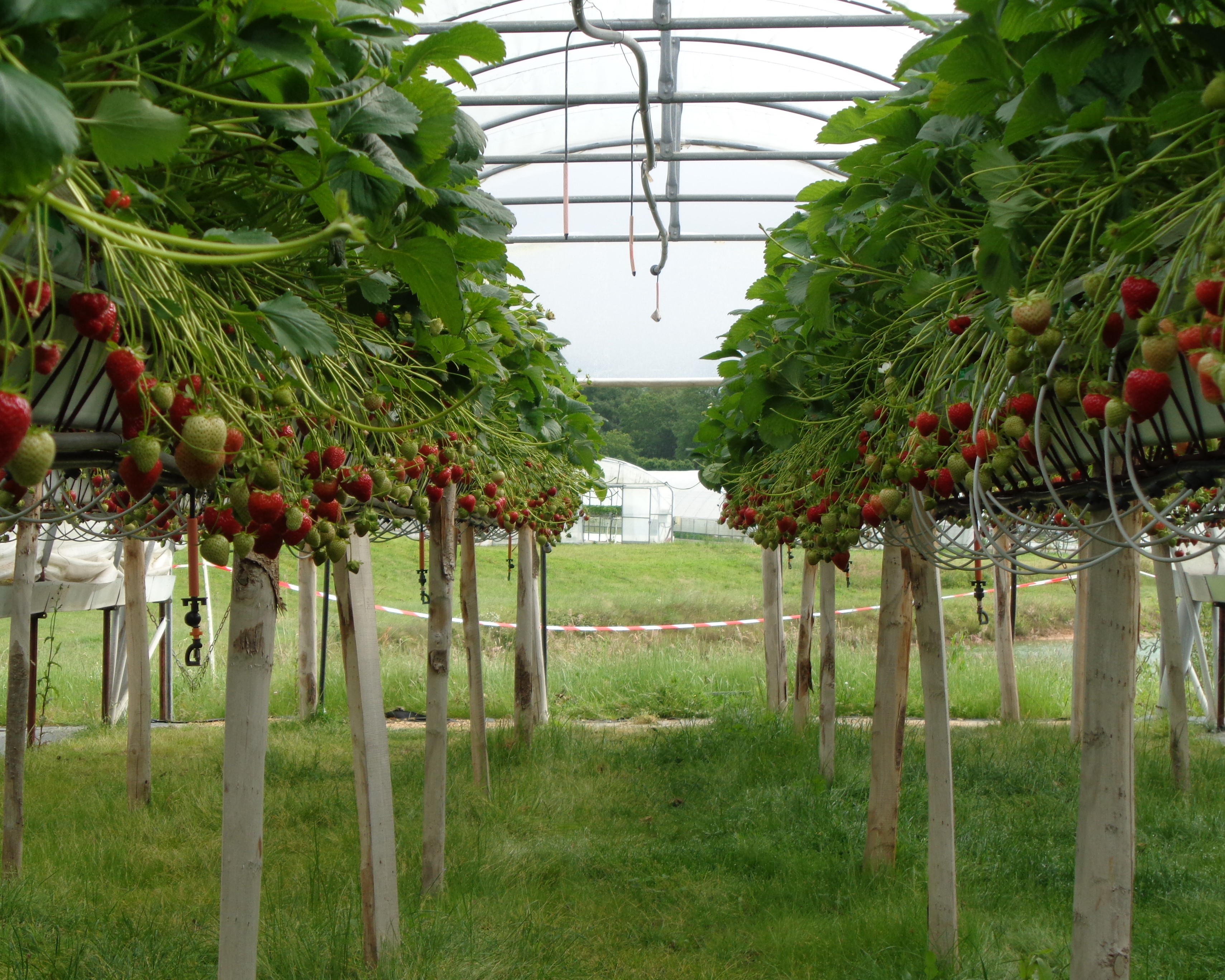 Fraises hors sol enherbement au sol