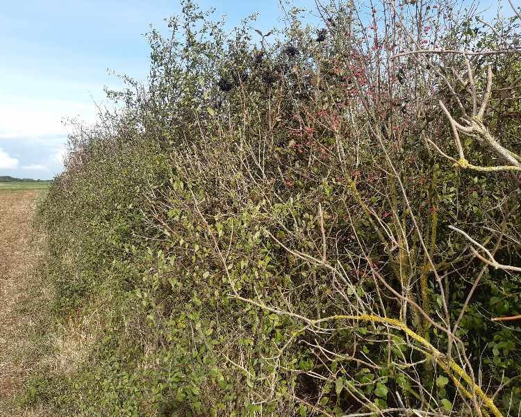 La Saussaye : haie de séparation entre parcelles bio et conventionelles