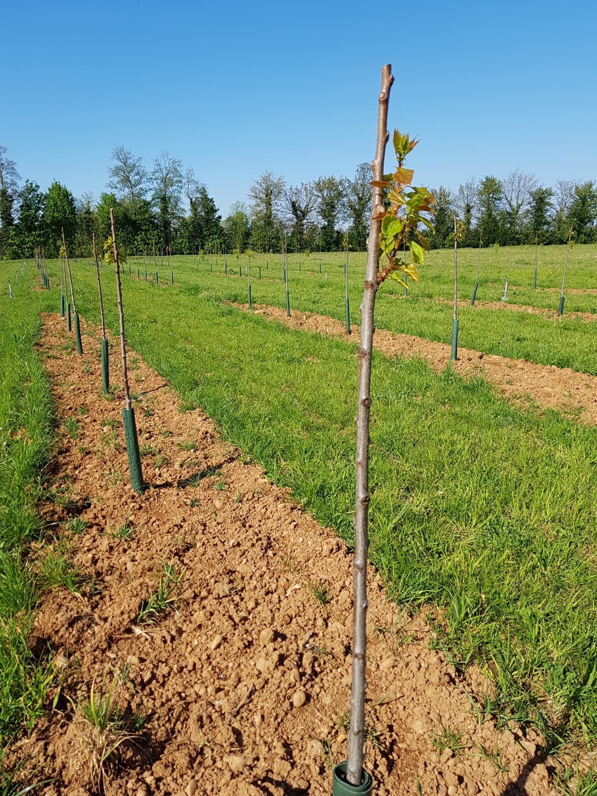 Greffage haut en oeil dormant