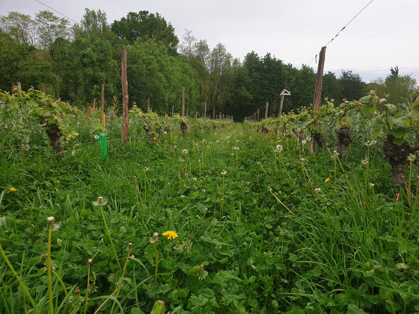 Vigne enherbée