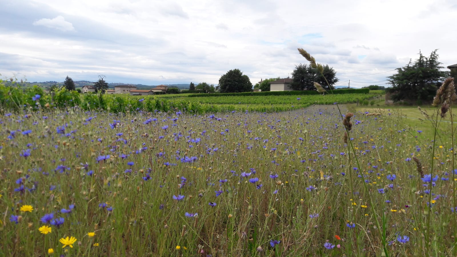Parcelle du Plateau (référence) avec bande fleurie