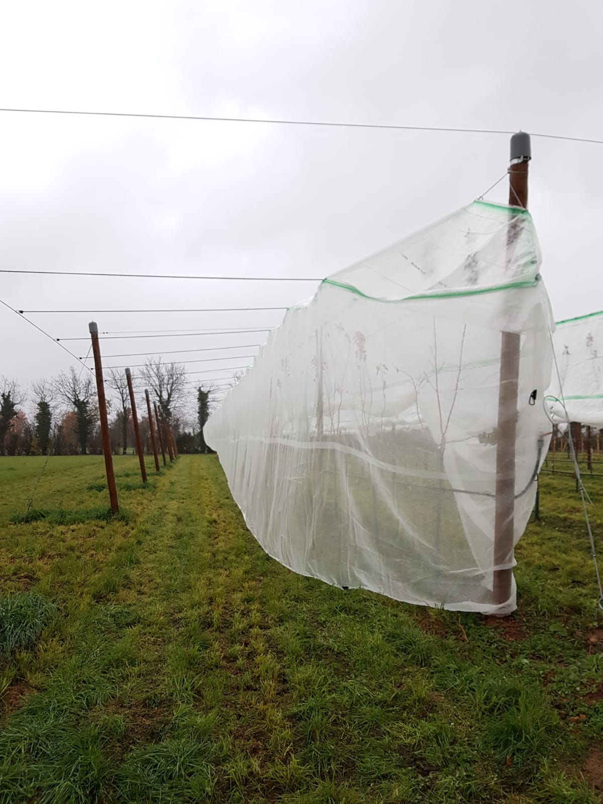 Abricotiers en conduite palmette sous bâches anti-pluie et filet alt'insectes