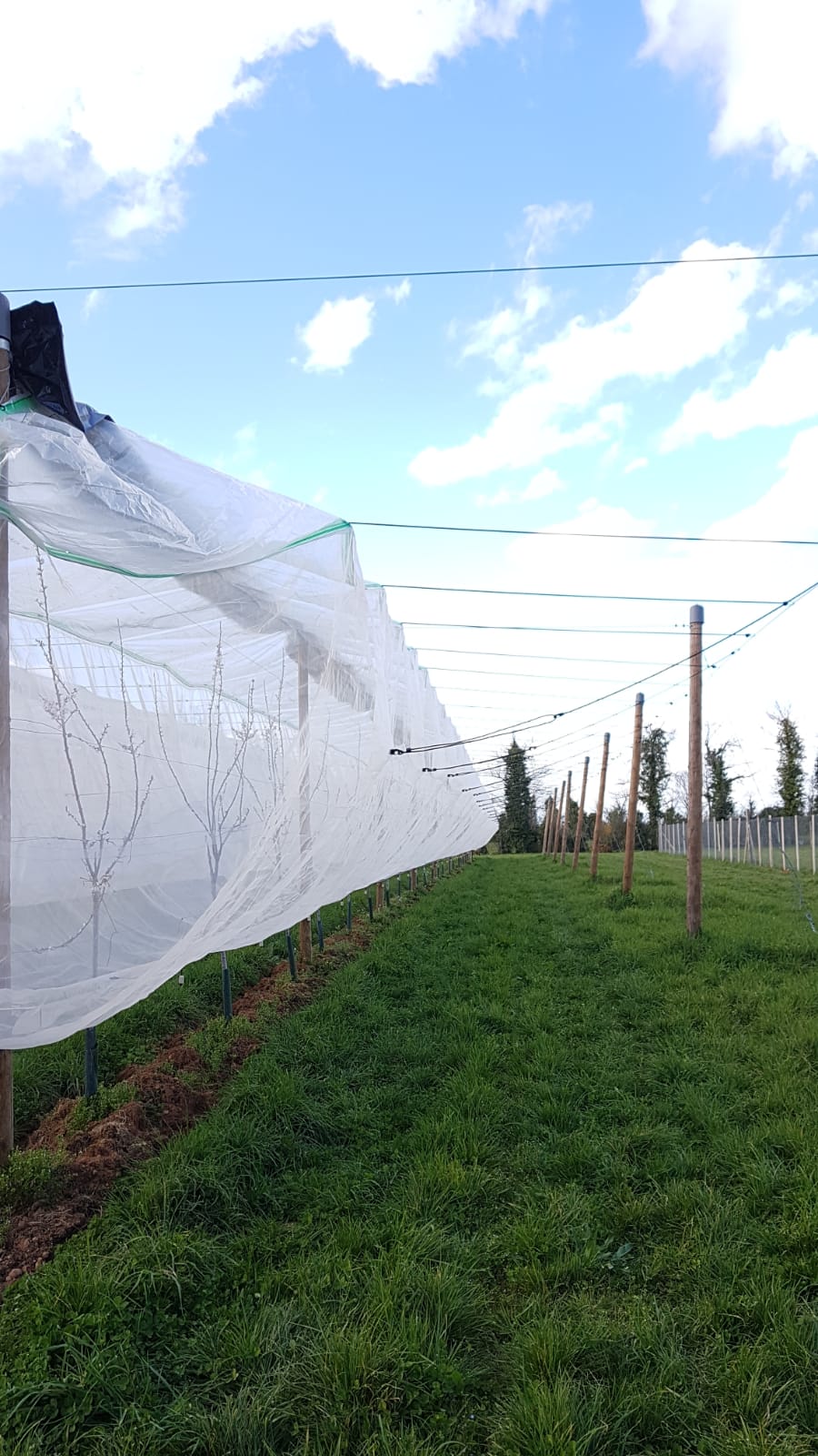 Abricotiers en conduite palmette sous protections physiques