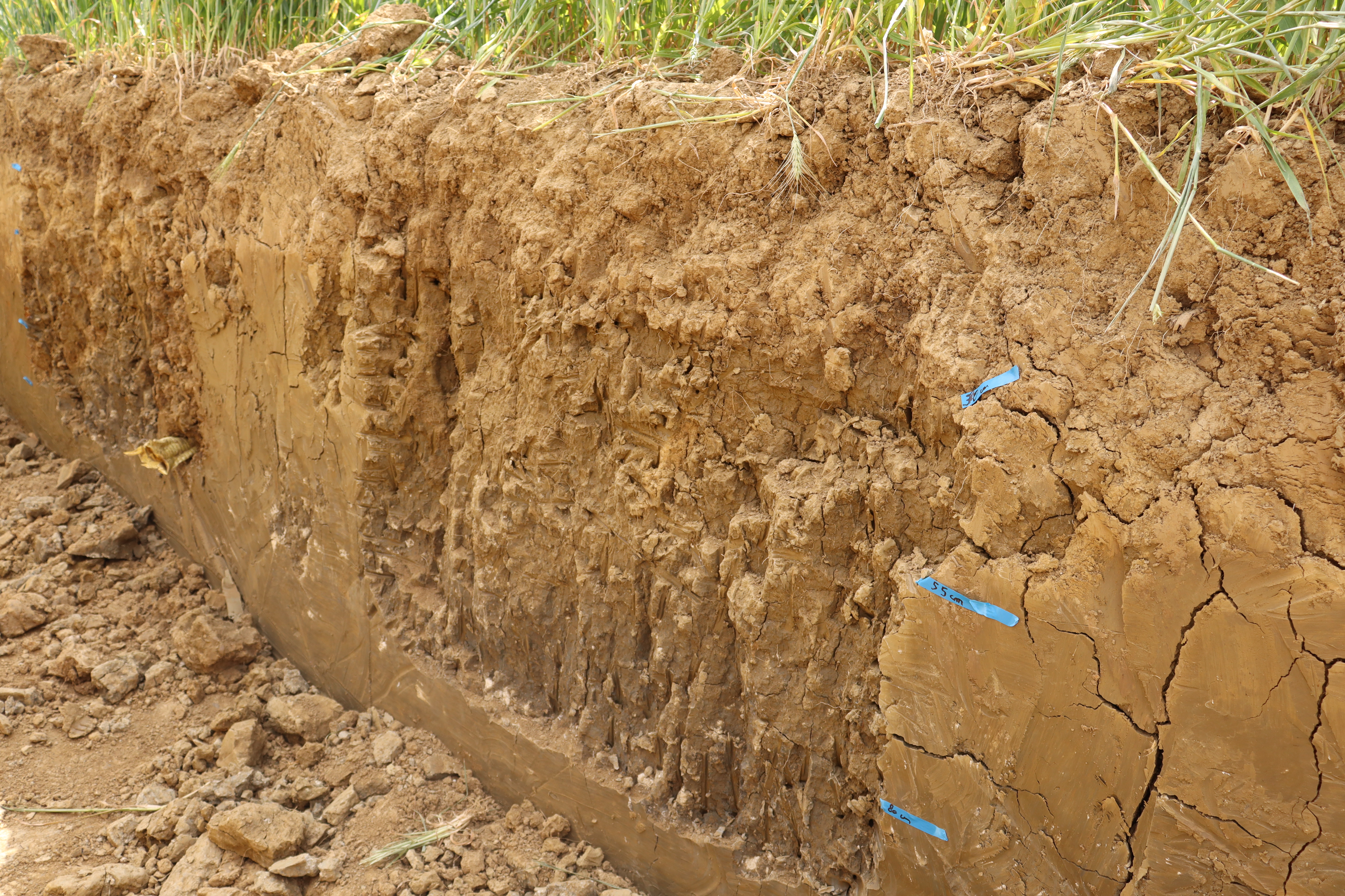 Fosse pédologique d'une parcelle argileuse
