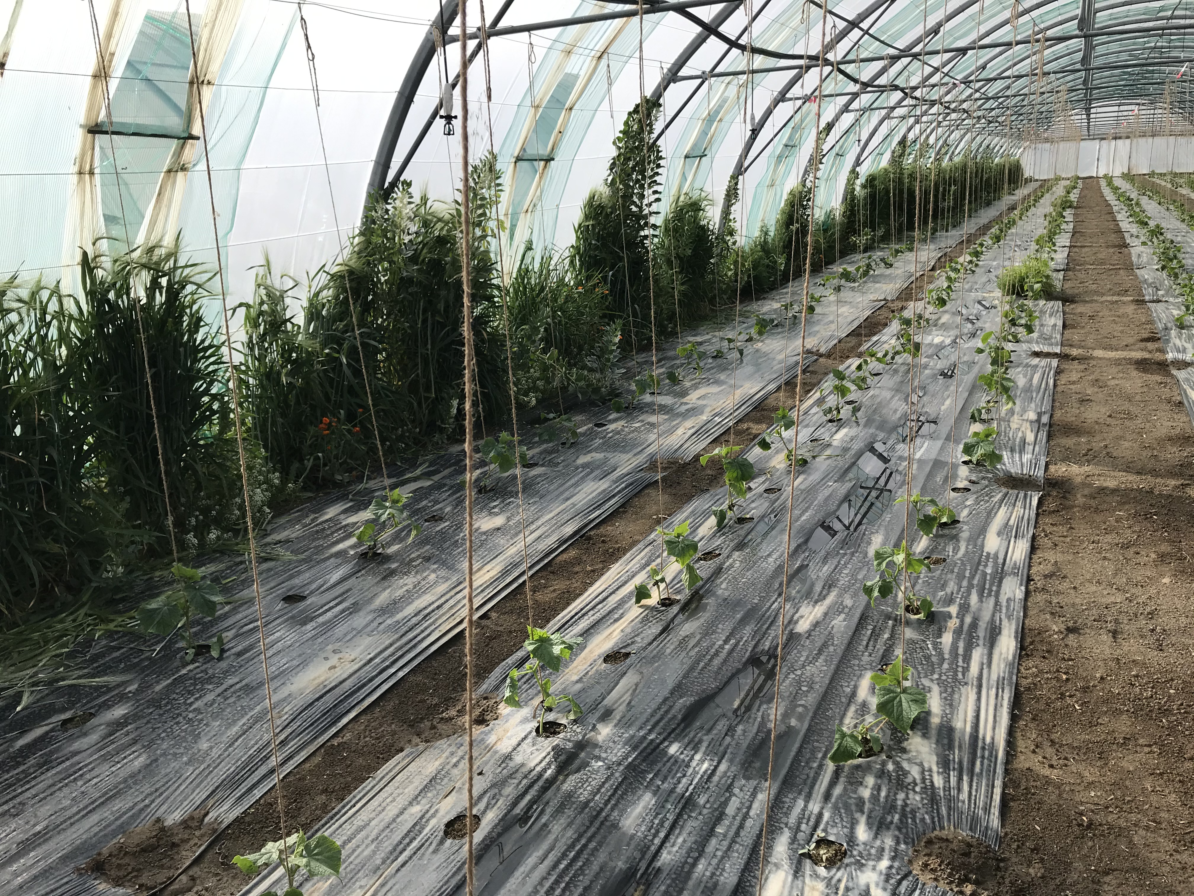 céréales et féveroles semés en bord de tunnel