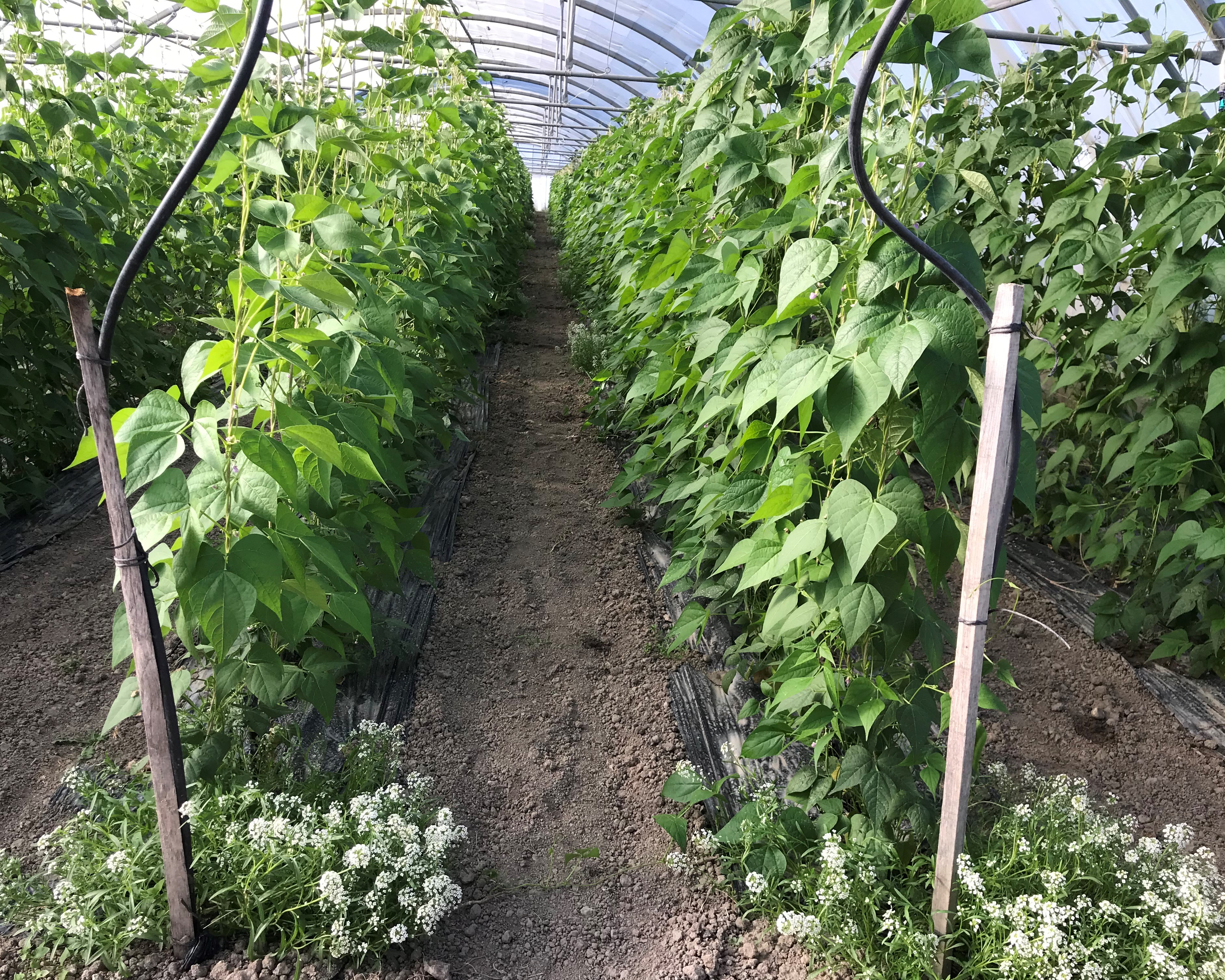 parcelle de haricot avec alysses en bout de rang