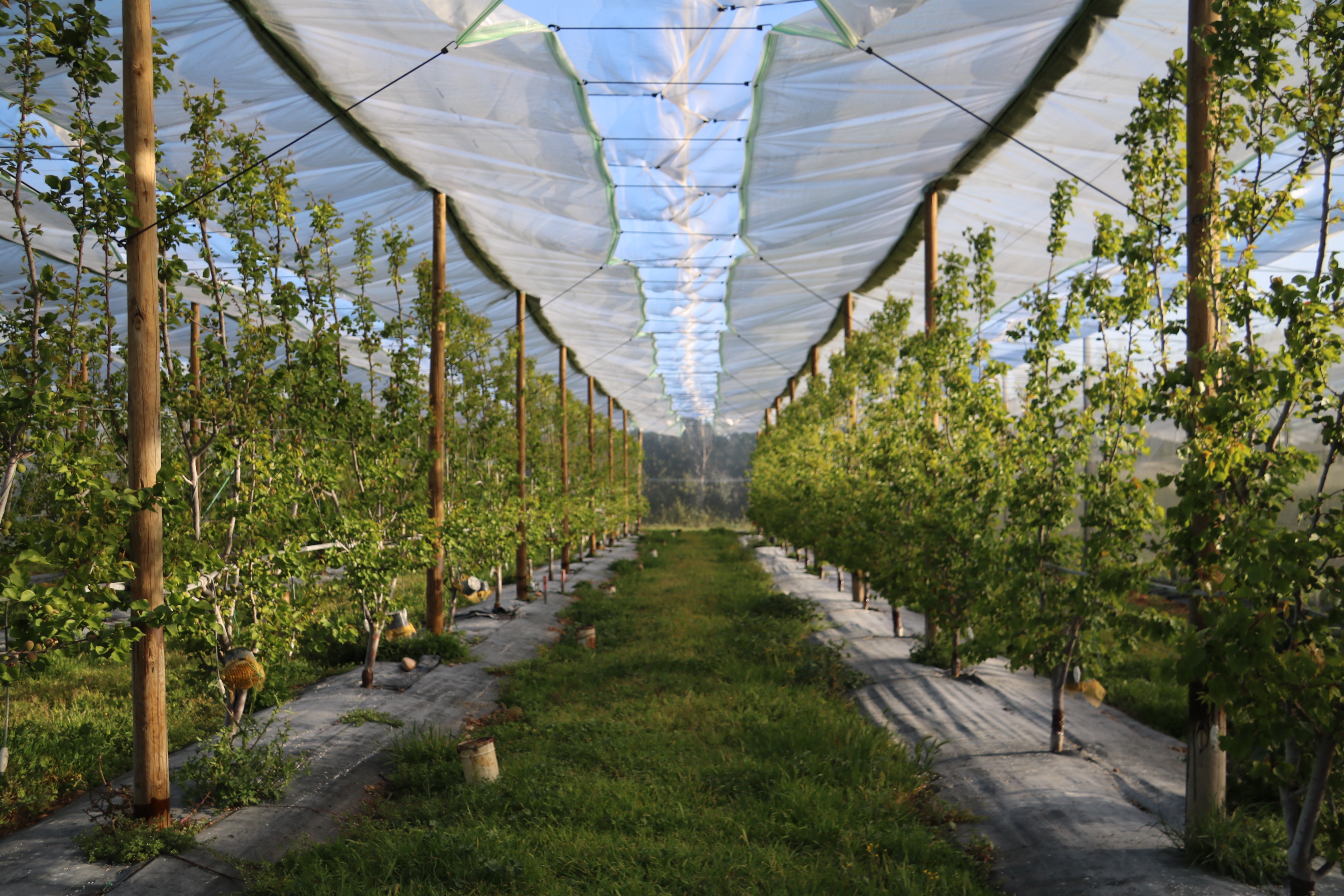 Rangs d'abricotiers cultivés en agriculture conventionnelle réduction d'IFT -75%