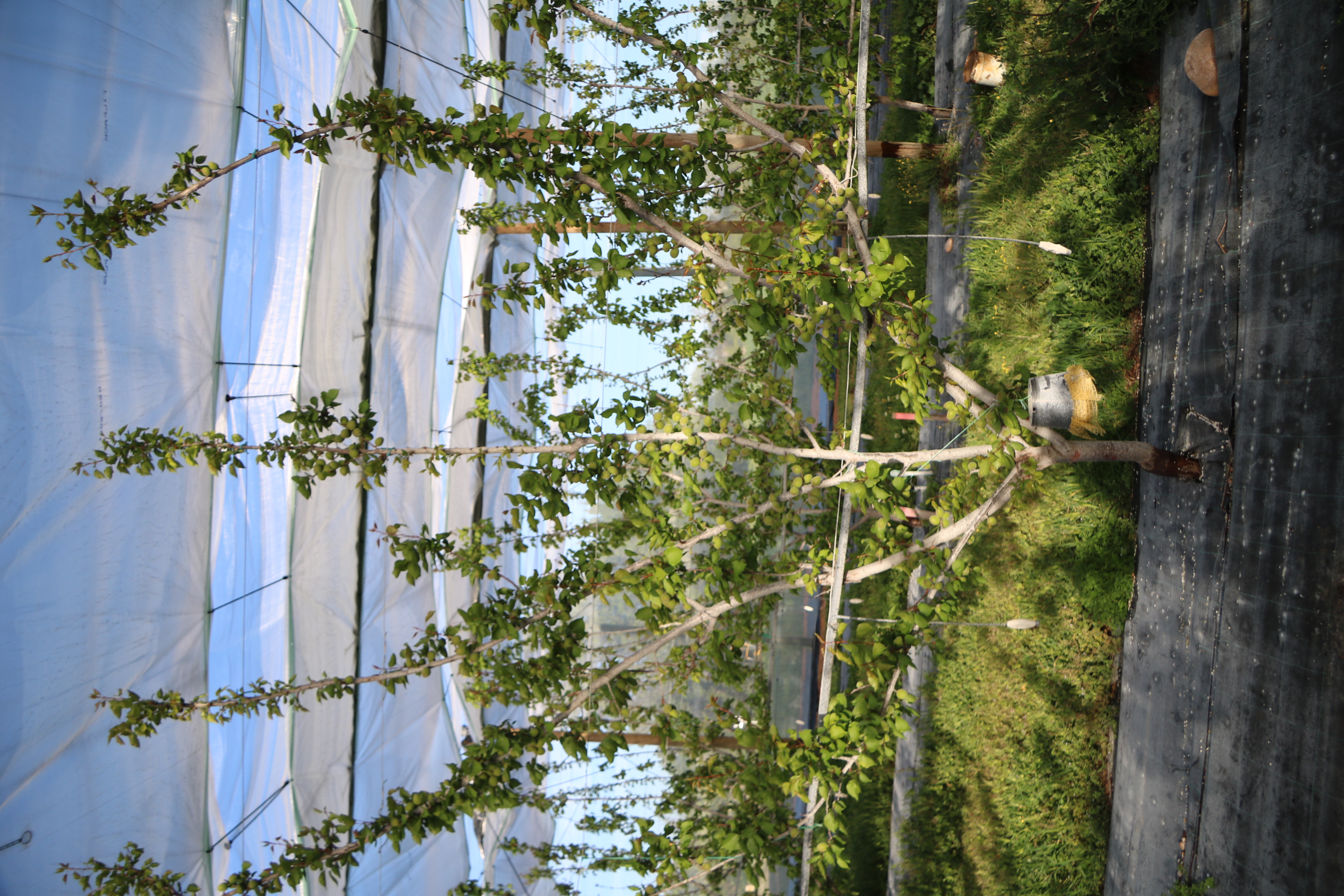 Photo d'un abricotier cultivé en agriculture raisonnée
