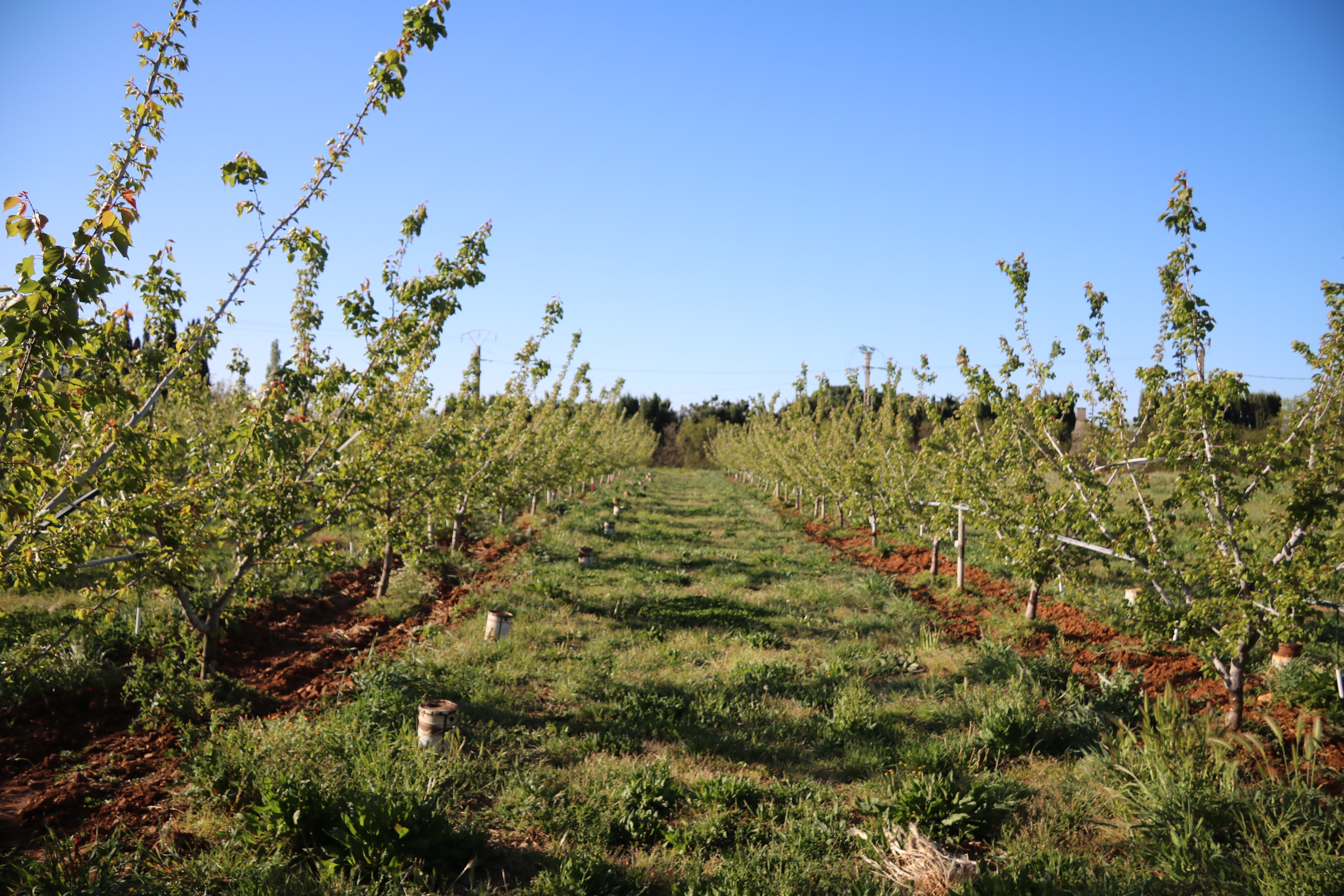 Rangs d'abricotiers cultivés en agriculture biologique