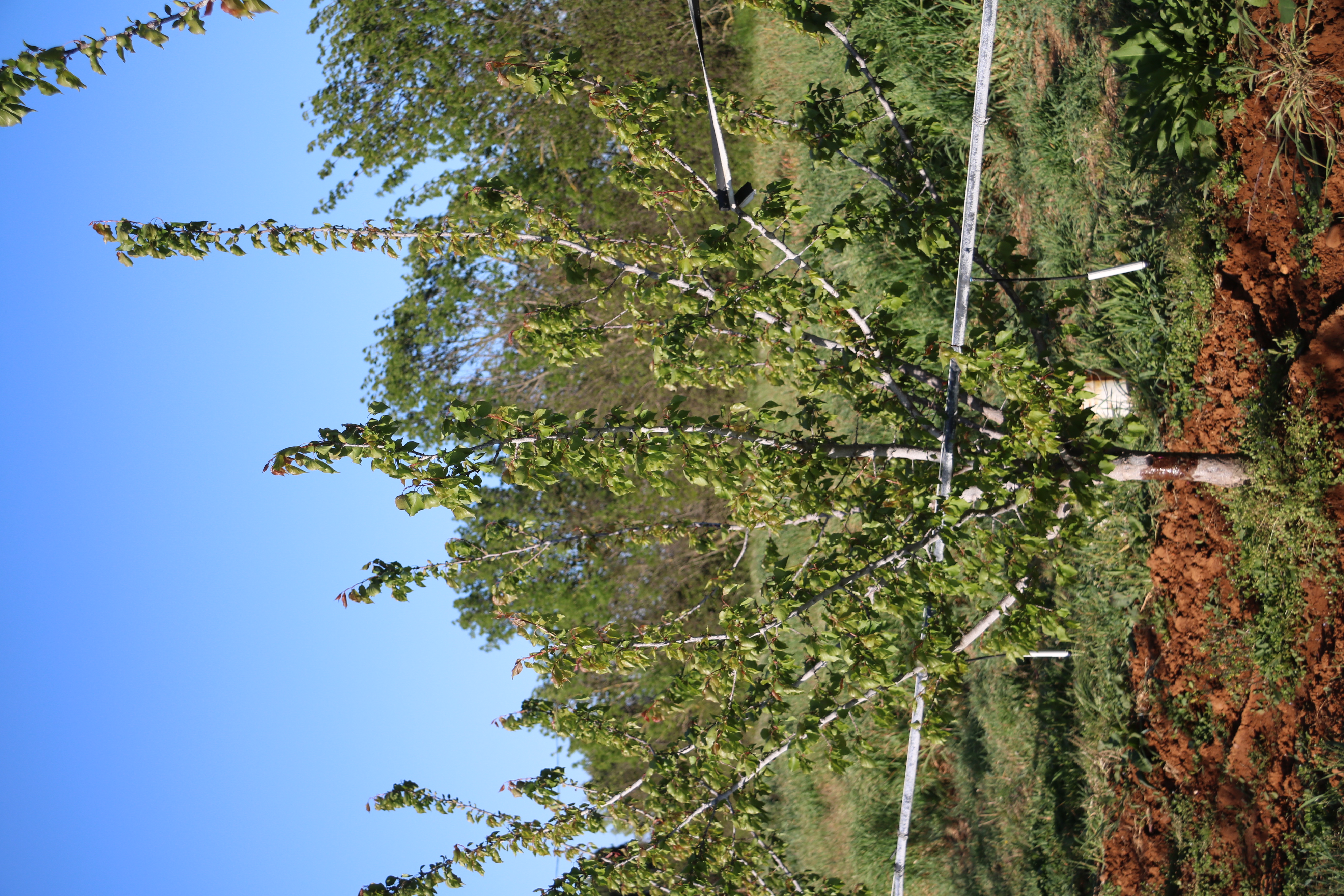 Photo d'un abricotier cultivé en agriculture biologique