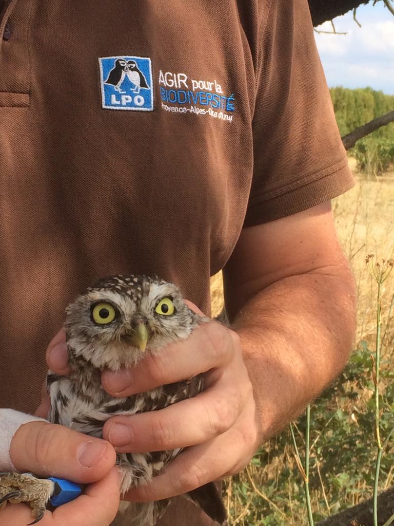 Introduction d'une chouette chevêche par la LPO