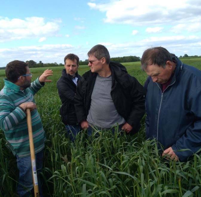 Visite d'une parcelle de méteil d'une ferme du réseau avec test bèche et notation sur la pression adventices