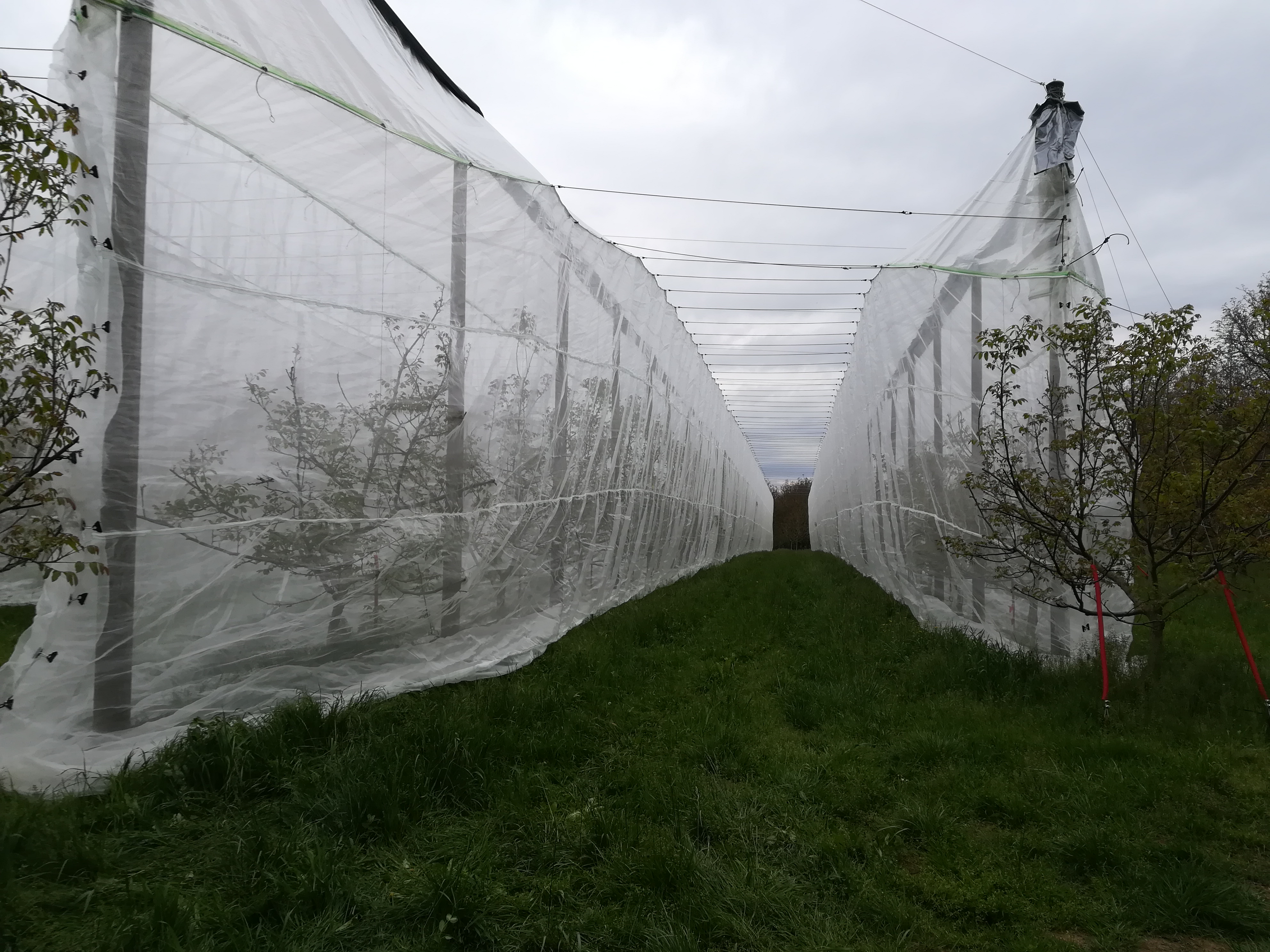 Photo du dispositif Sys'NOIX Lara, filet anti-insecte déplié (2019)