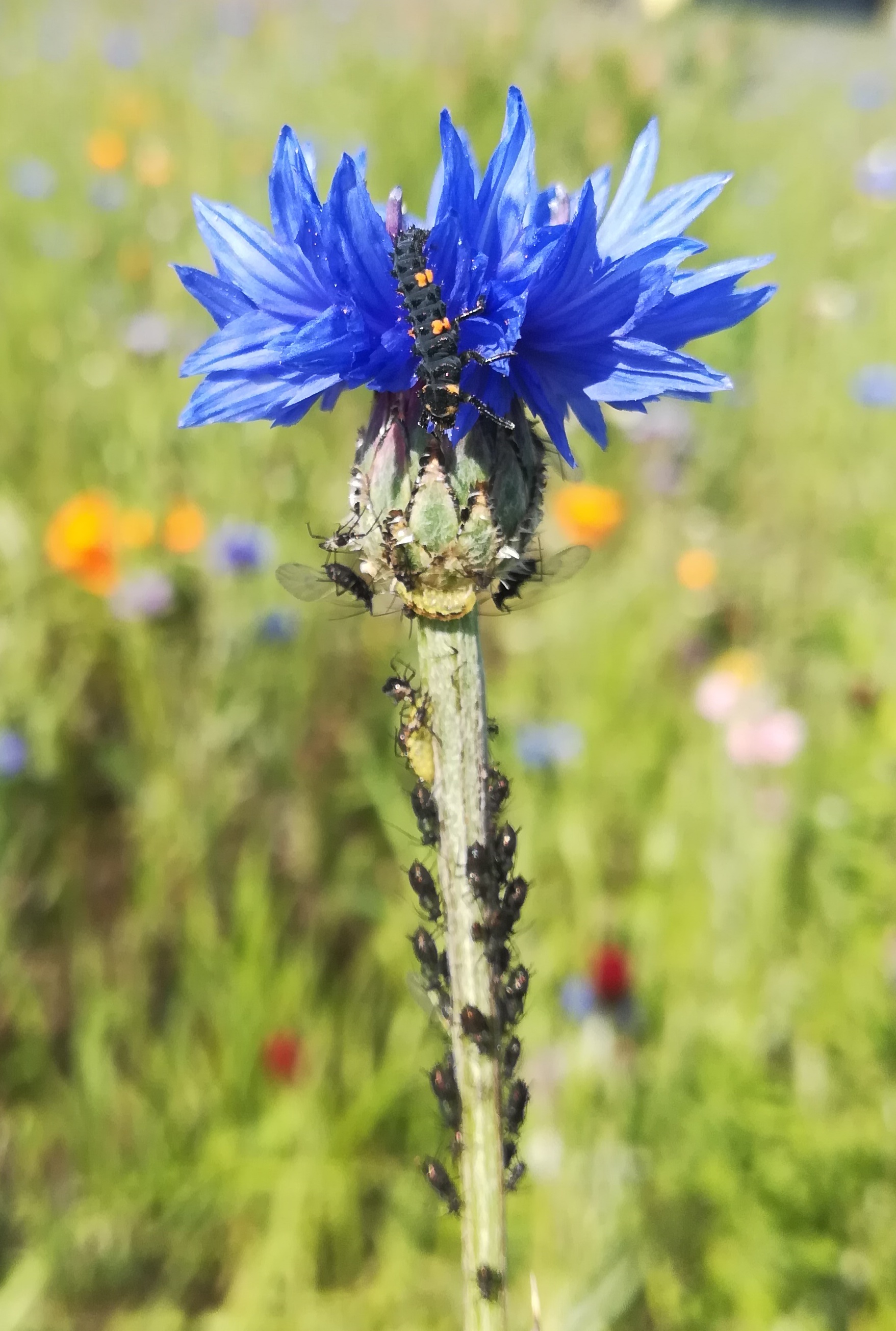 Une fleur de centaurée barbeau (bleuet) avec des pucerons et des auxiliaires de cultures (larves de syrphes et coccinelle).