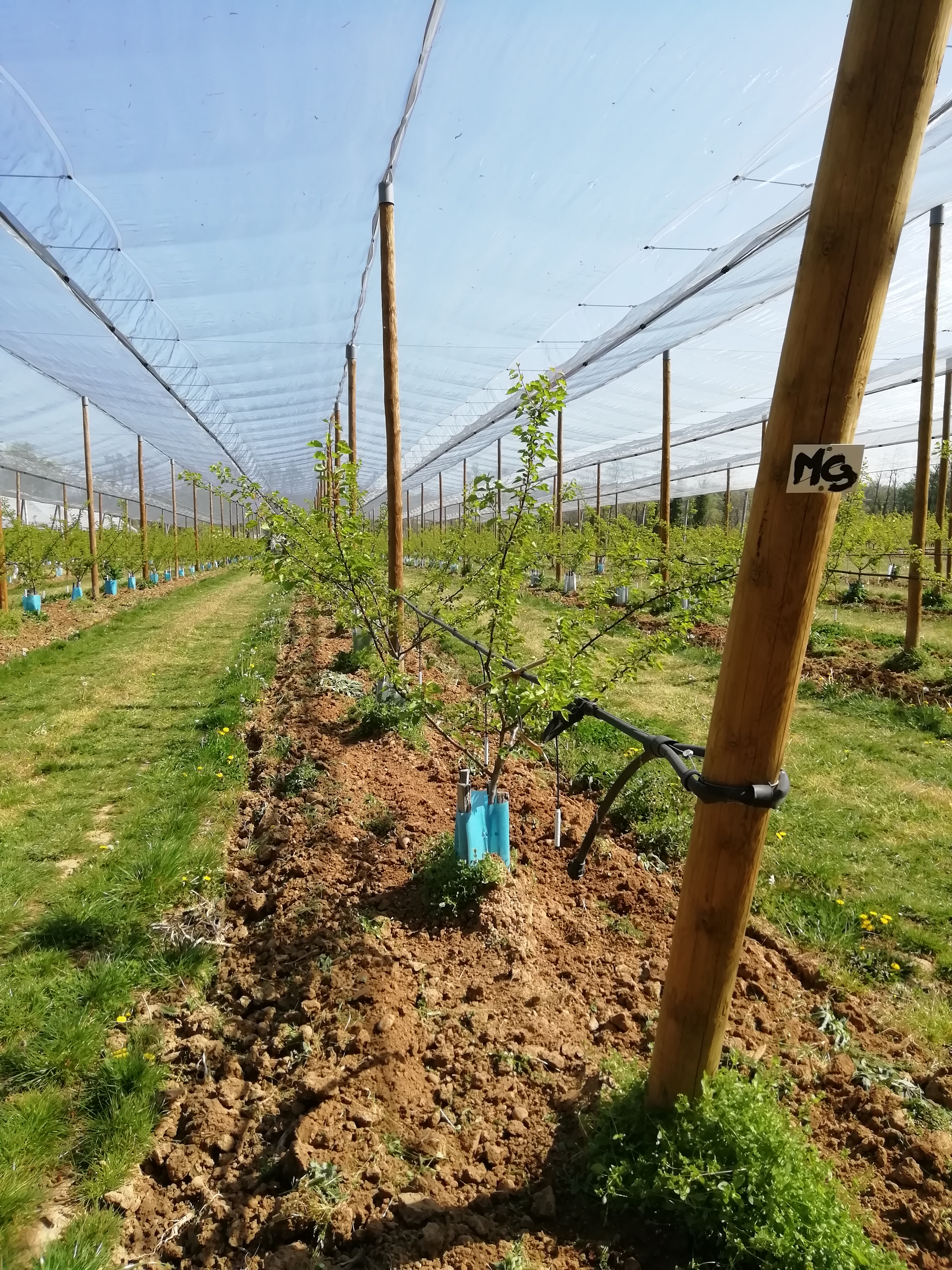 Photographie de la parcelle CONV