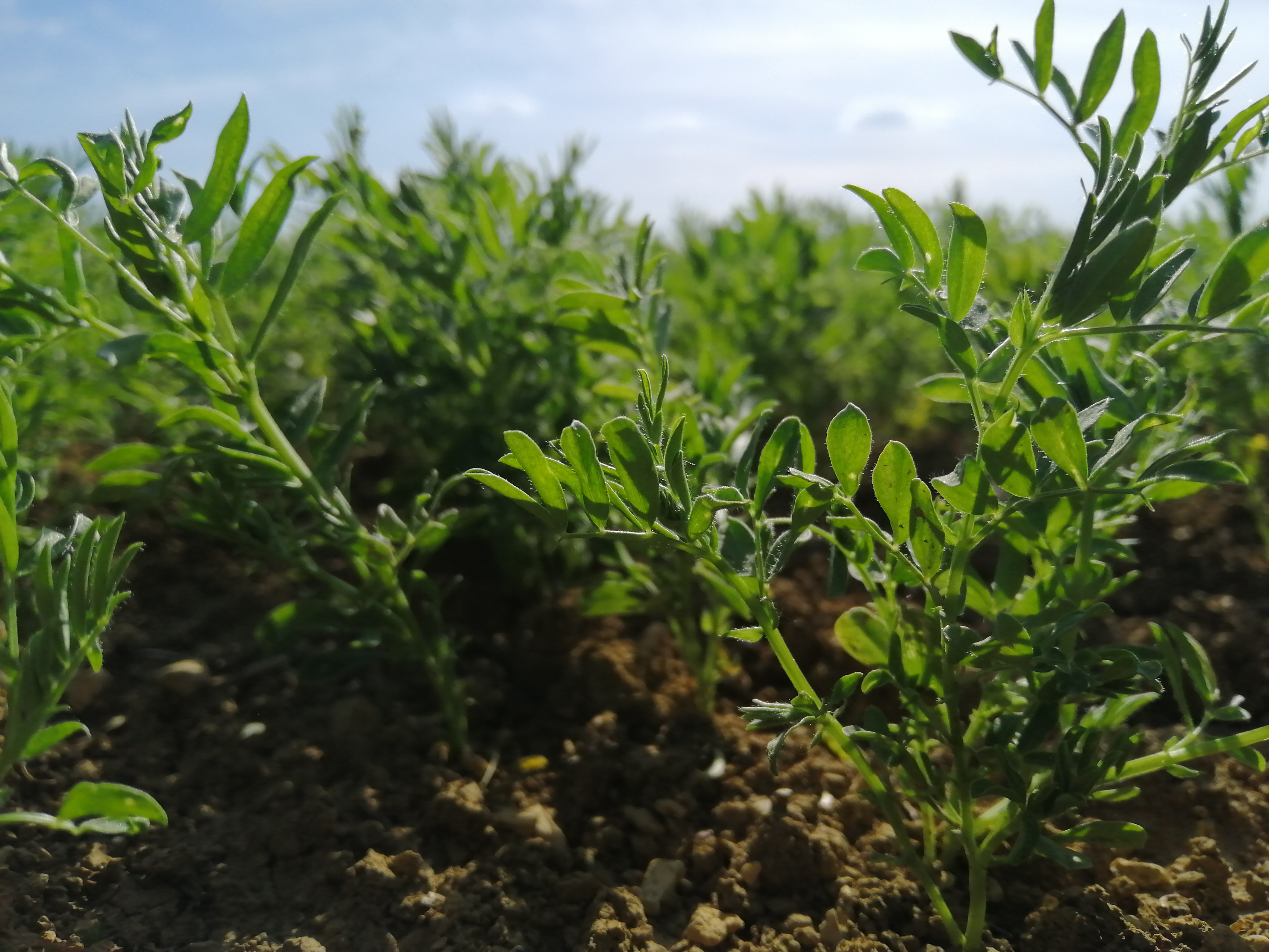 Plants de lentilles