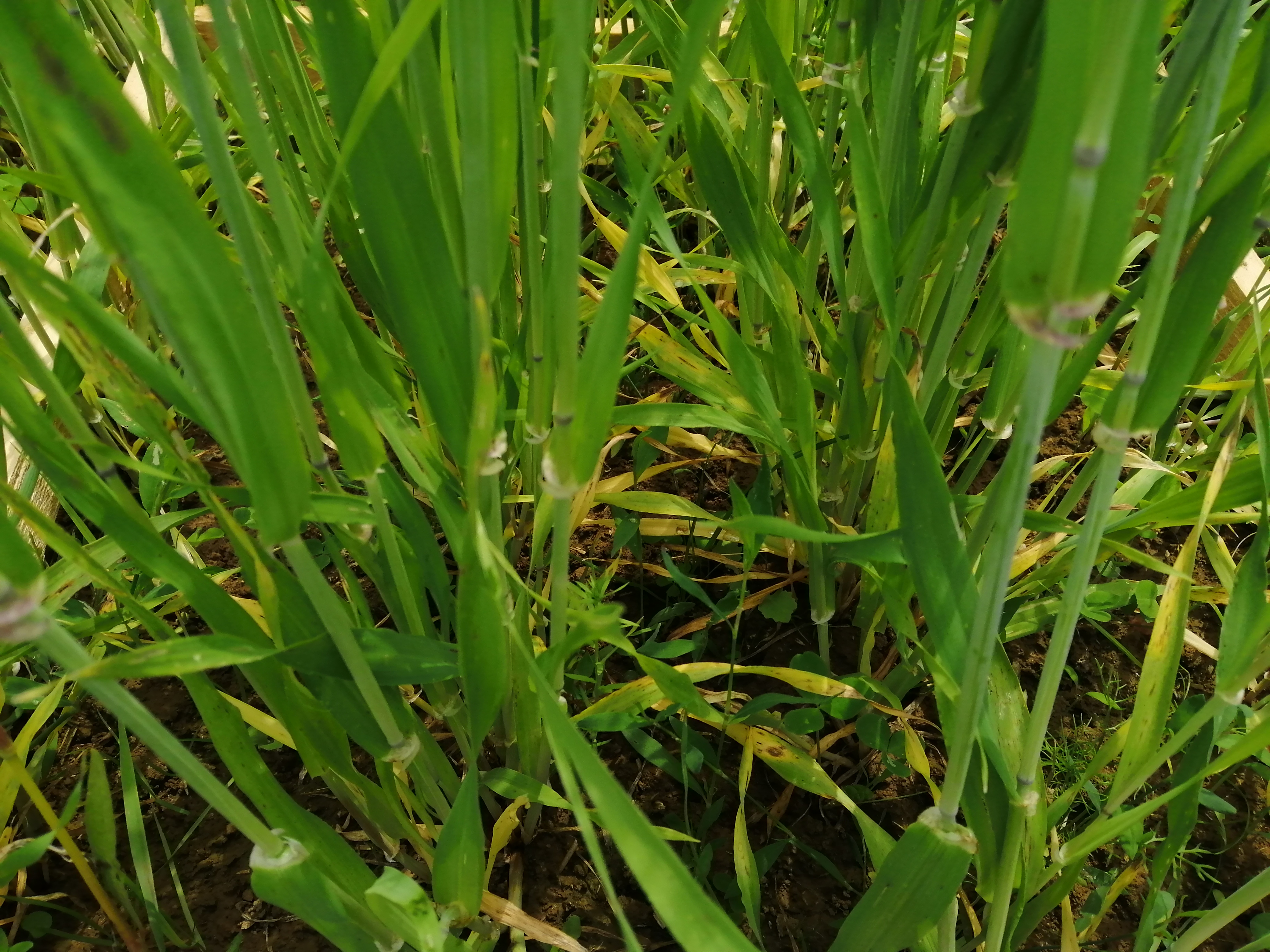 Développement d'une prairie temporaire (RGH, luzerne, trèfle violet, dactyle et fétuque) sous couvert d'orge de printemps