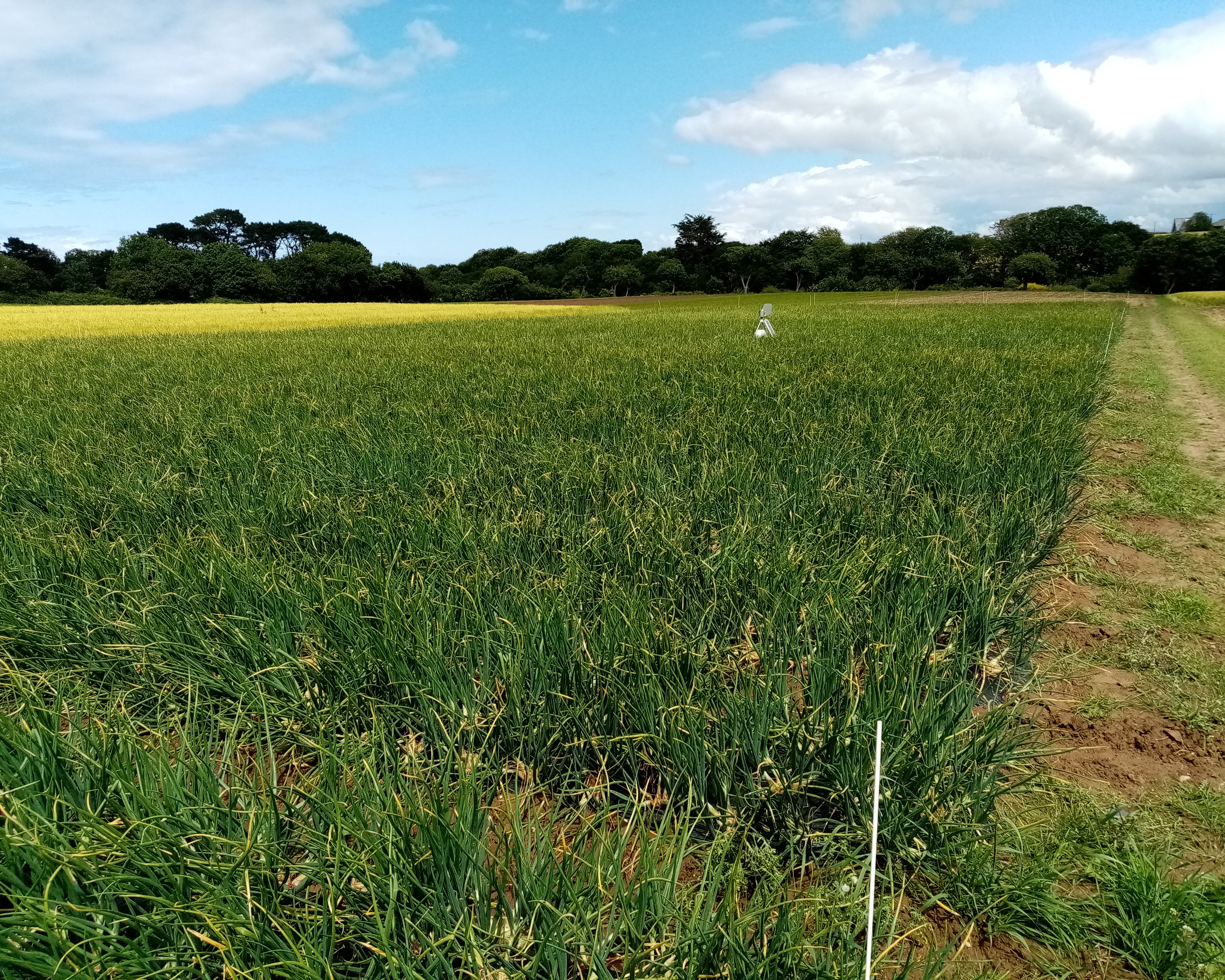 Parcelle échalote avec OAD capteur de spores